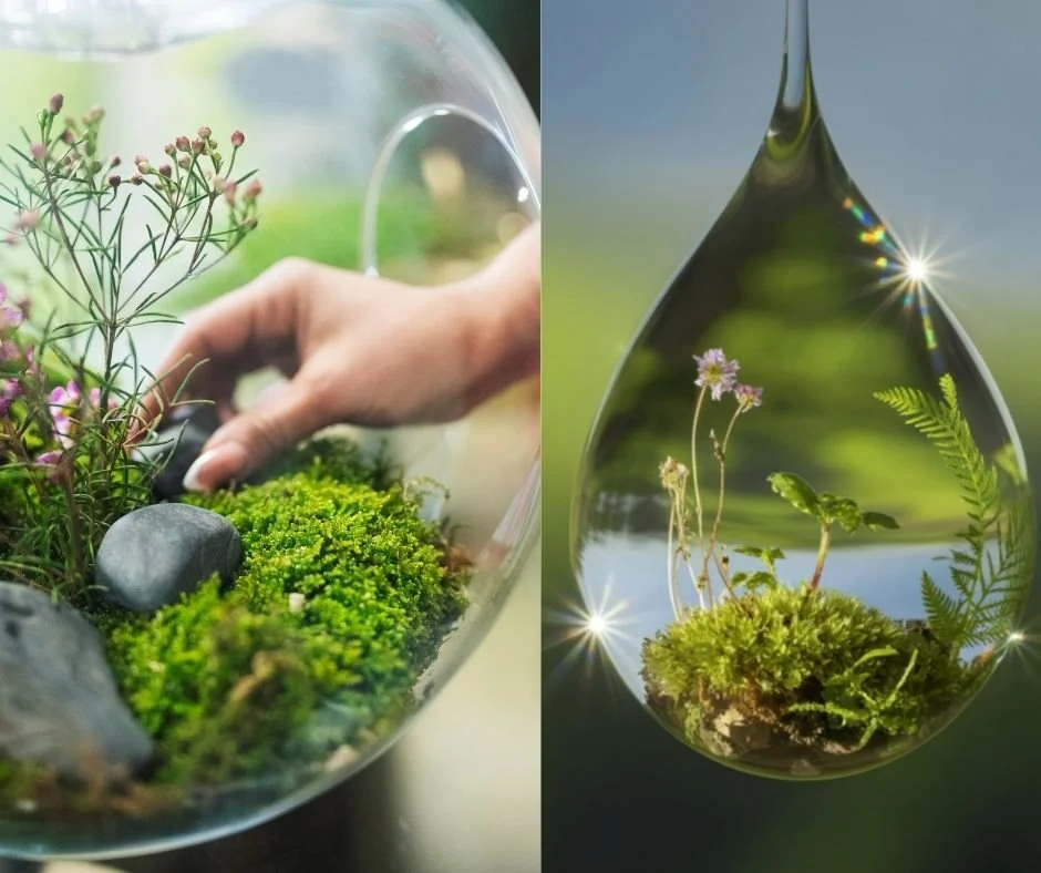 Why Your Body Isn't the Enemy — Understanding Terrain Theory