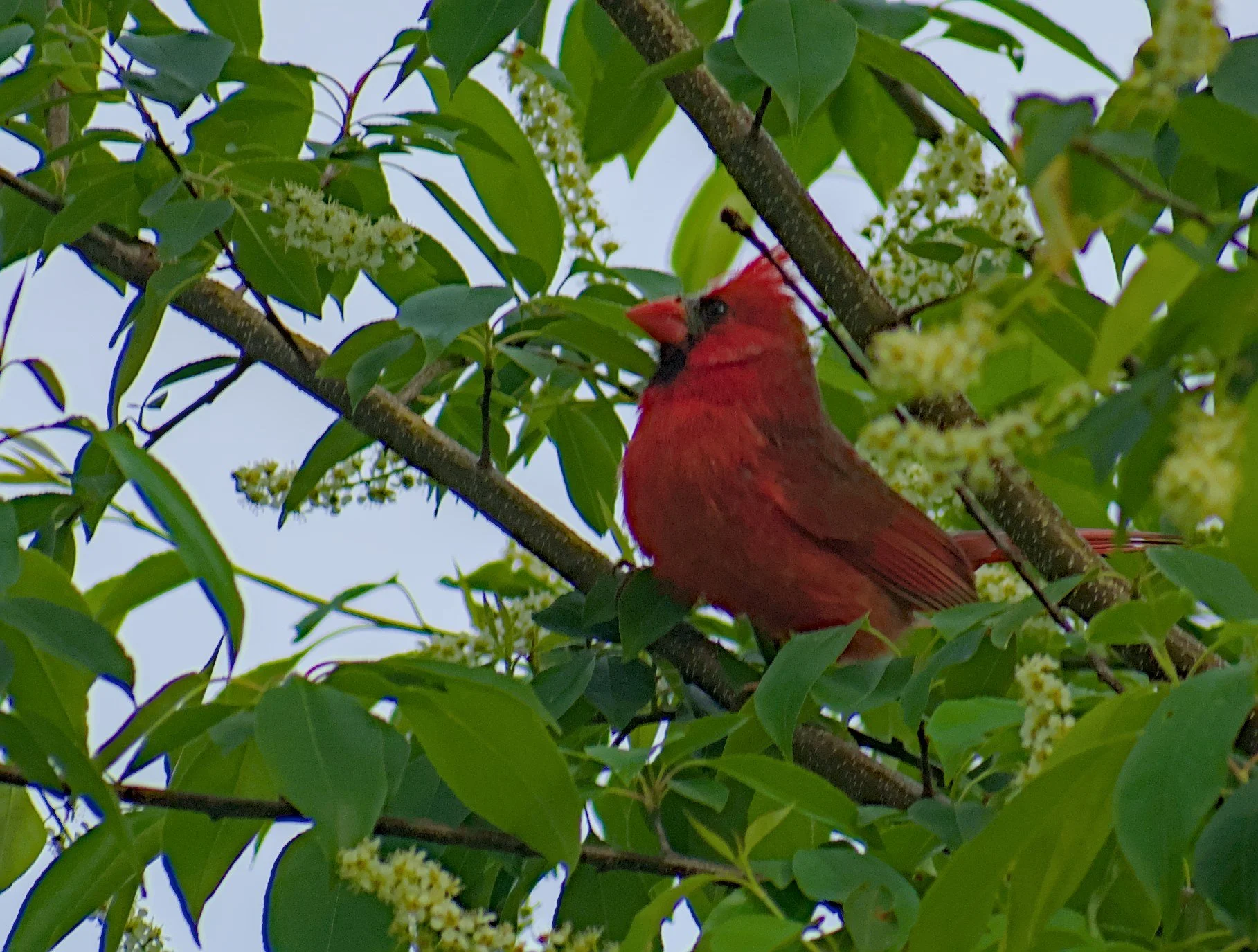 Volunteer Workday and Bird Walk at Oak Ridge Marsh Nature Park