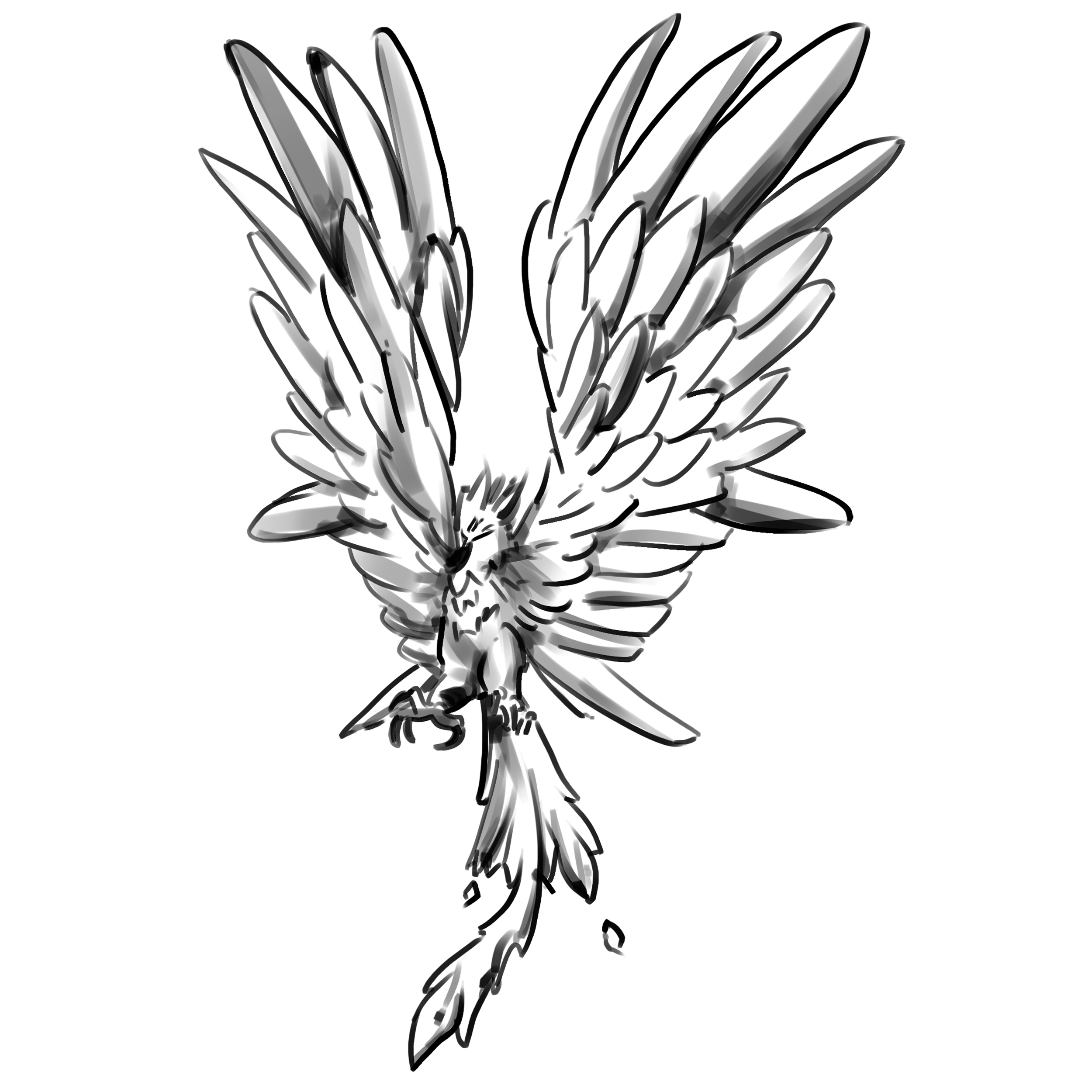 Concept Art - Oiseau Vermillon