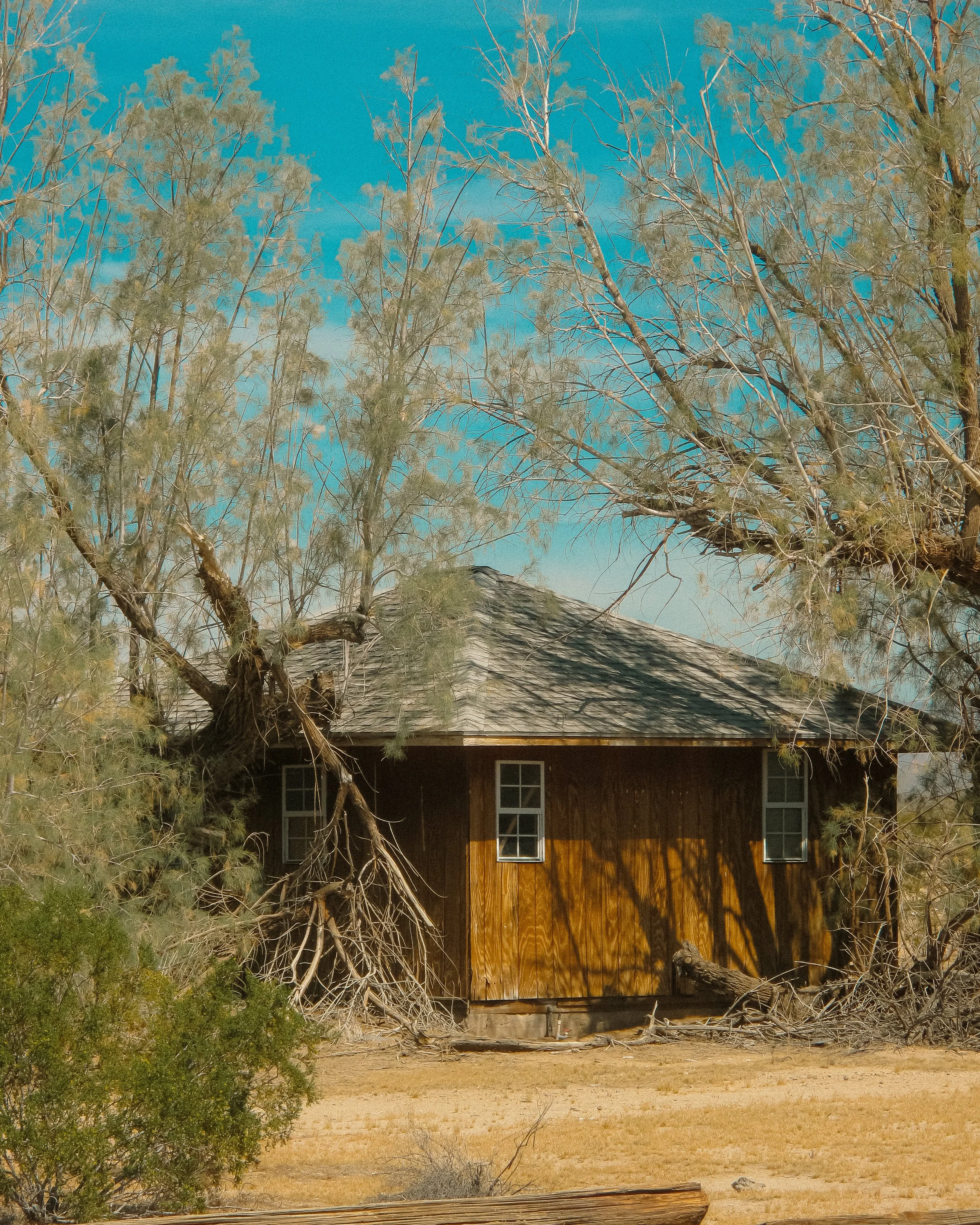 Joshua Tree_Photo_ANALOG_301.jpg