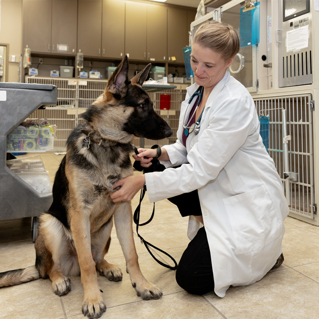 vet-practice-broker2.png