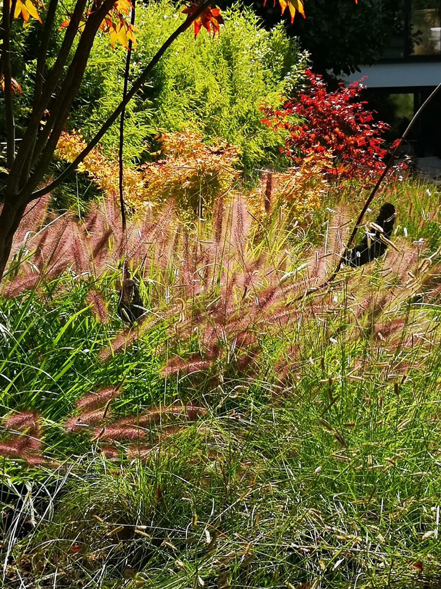 Un jardin avec différentes plantes, herbes et feuillages colorés, sous une lumière ensoleillée.