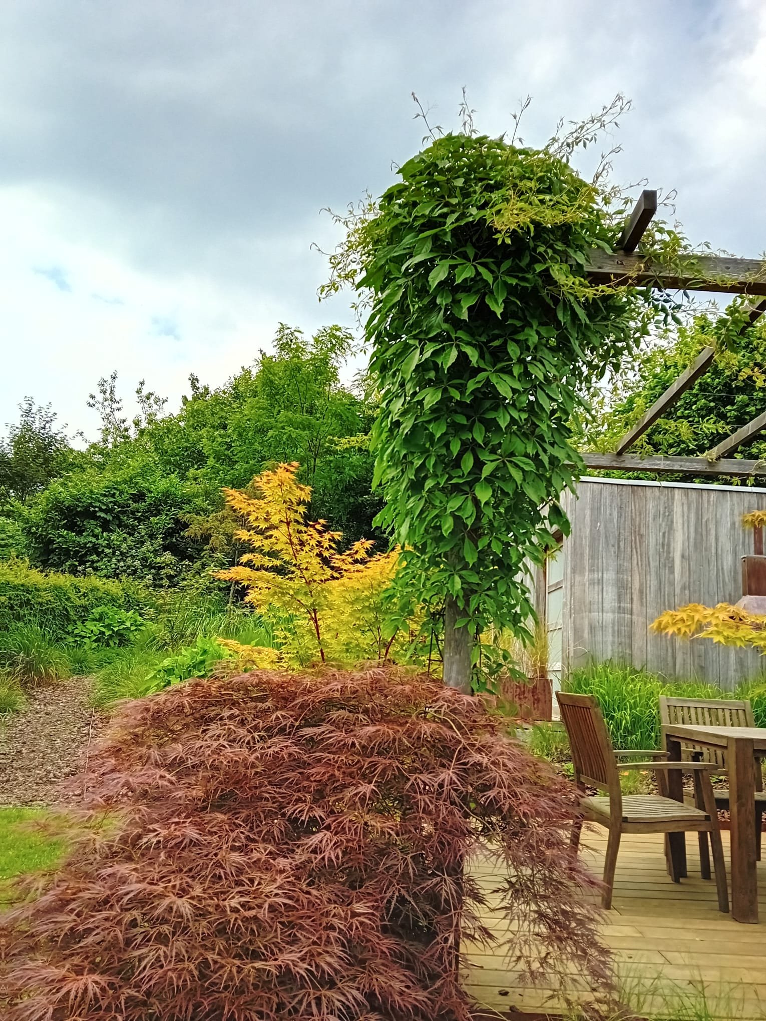 Jardin avec feuillage vert et rouge, comprenant un arbre à feuilles rouges, une plante grimpante verte en forme de colonne, et des meubles en bois sur une terrasse.