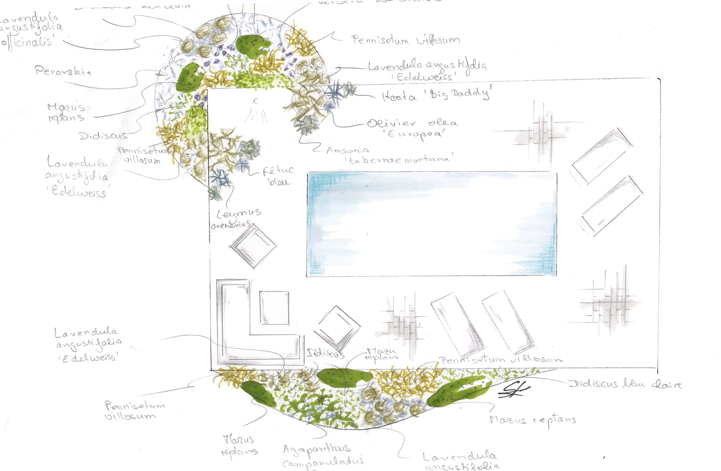 Plan d'aménagement paysager comprenant une piscine rectangulaire centrale, entourée de diverses plantations d'arbustes et de fleurs, comme la lavandula, le félicx bleu, et d'autres plantes herbacees, avec des zones de mobilier extérieur et des chemin