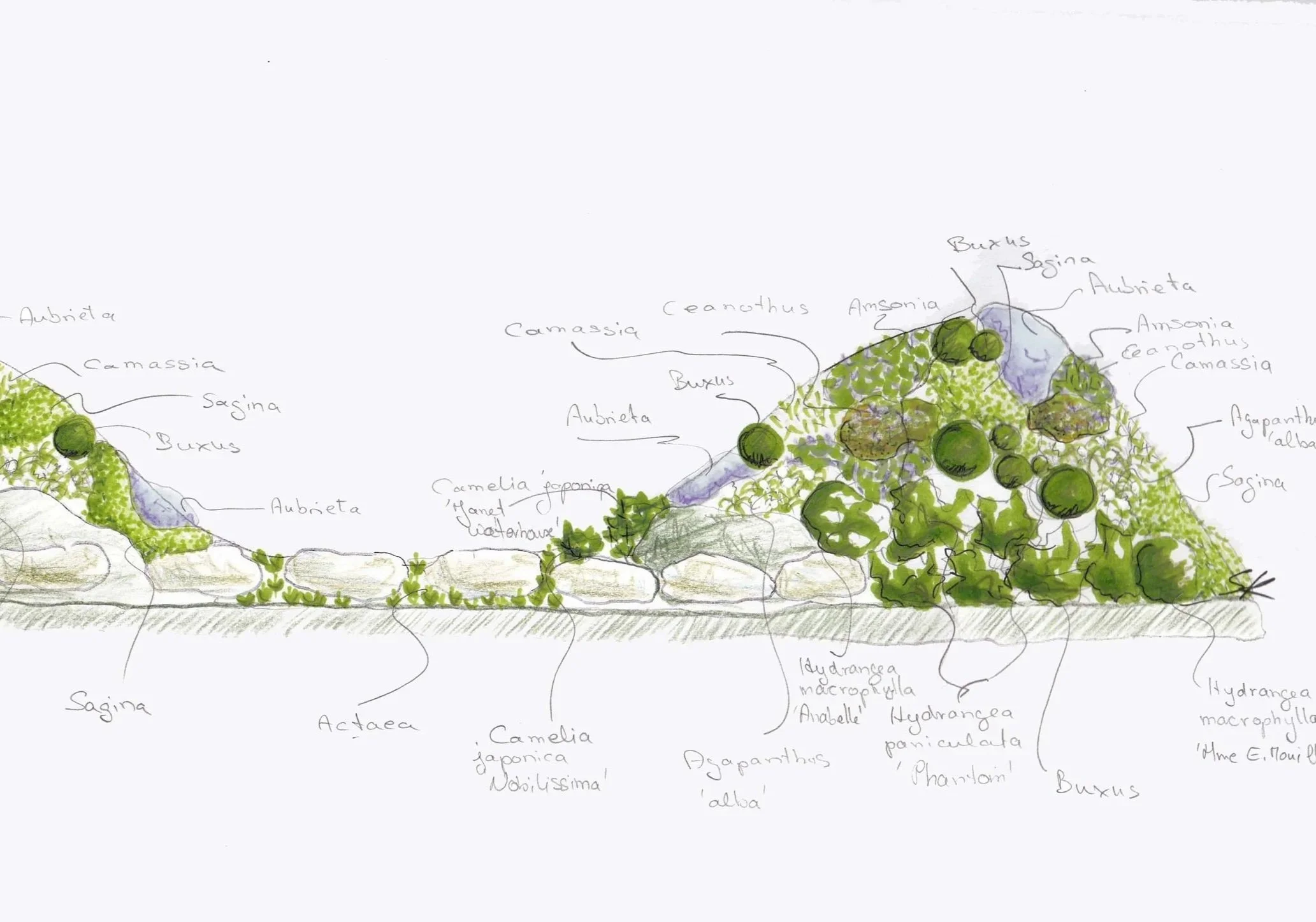 Un dessin schématique d'un aménagement paysager avec différentes espèces de plantes nommées, telles que camassia, sagina, buxus, aubrieta, camelia japonica, azalea, hydrangea, et autres, indiquant leur placement dans un paysage.