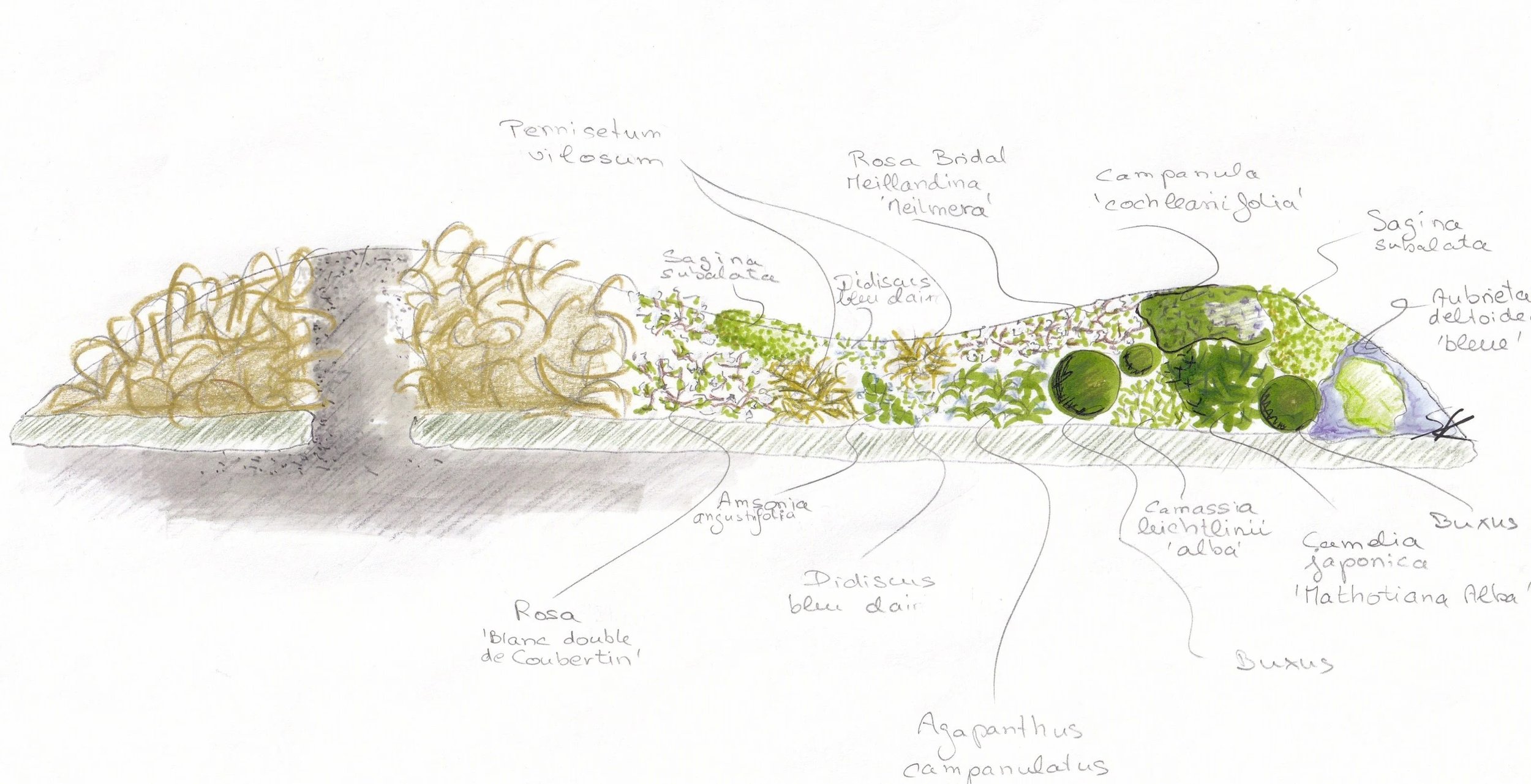Plan d'un aménagement paysager avec différentes plantes annotées, y compris des rosiers, des camélias, des sassines, des agapanthuses et des buxus.
