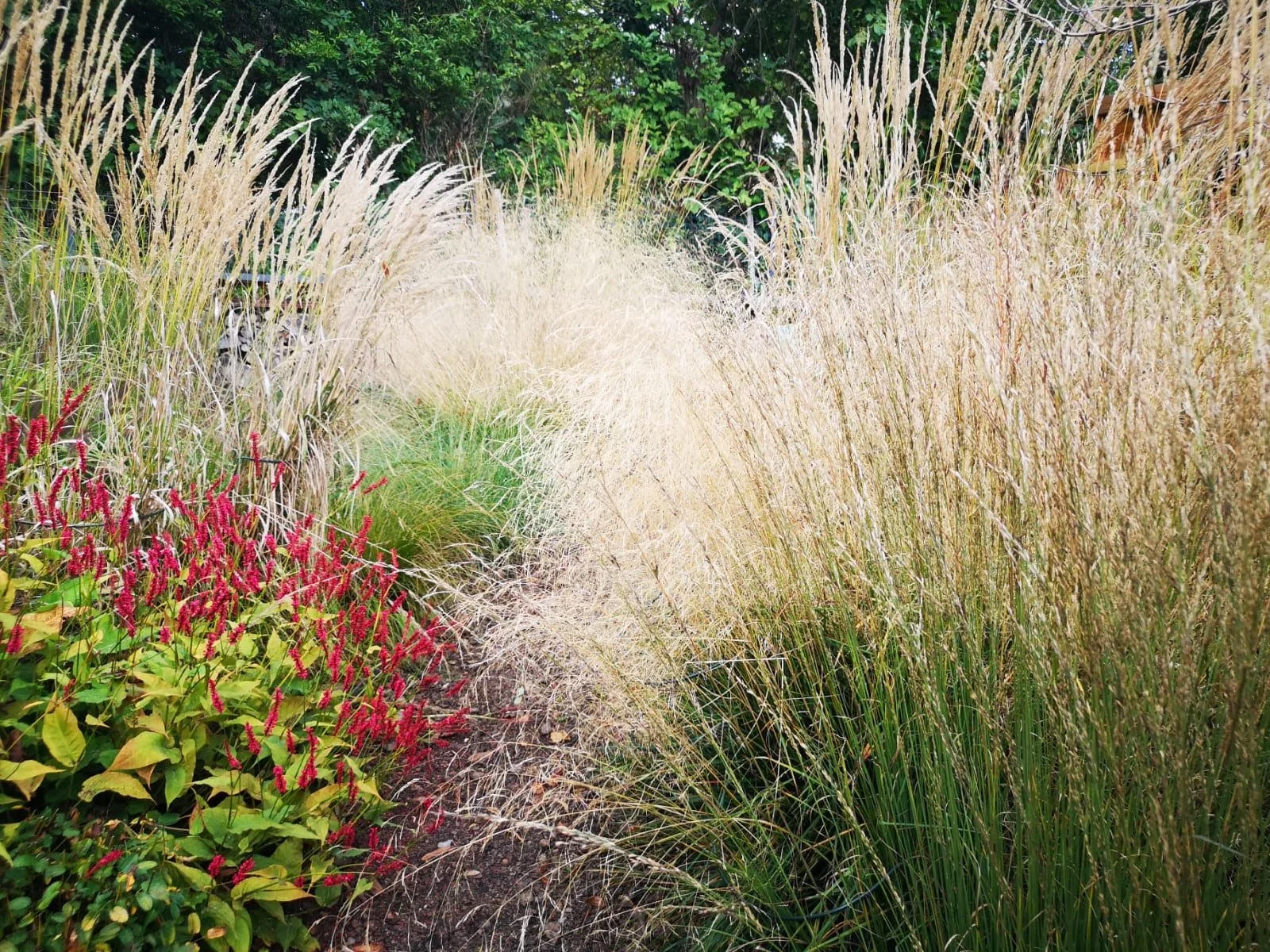 Un chemin rectiligne bordé de hautes herbes ornementales, avec des plantes vertes et des fleurs rouges au bord.
