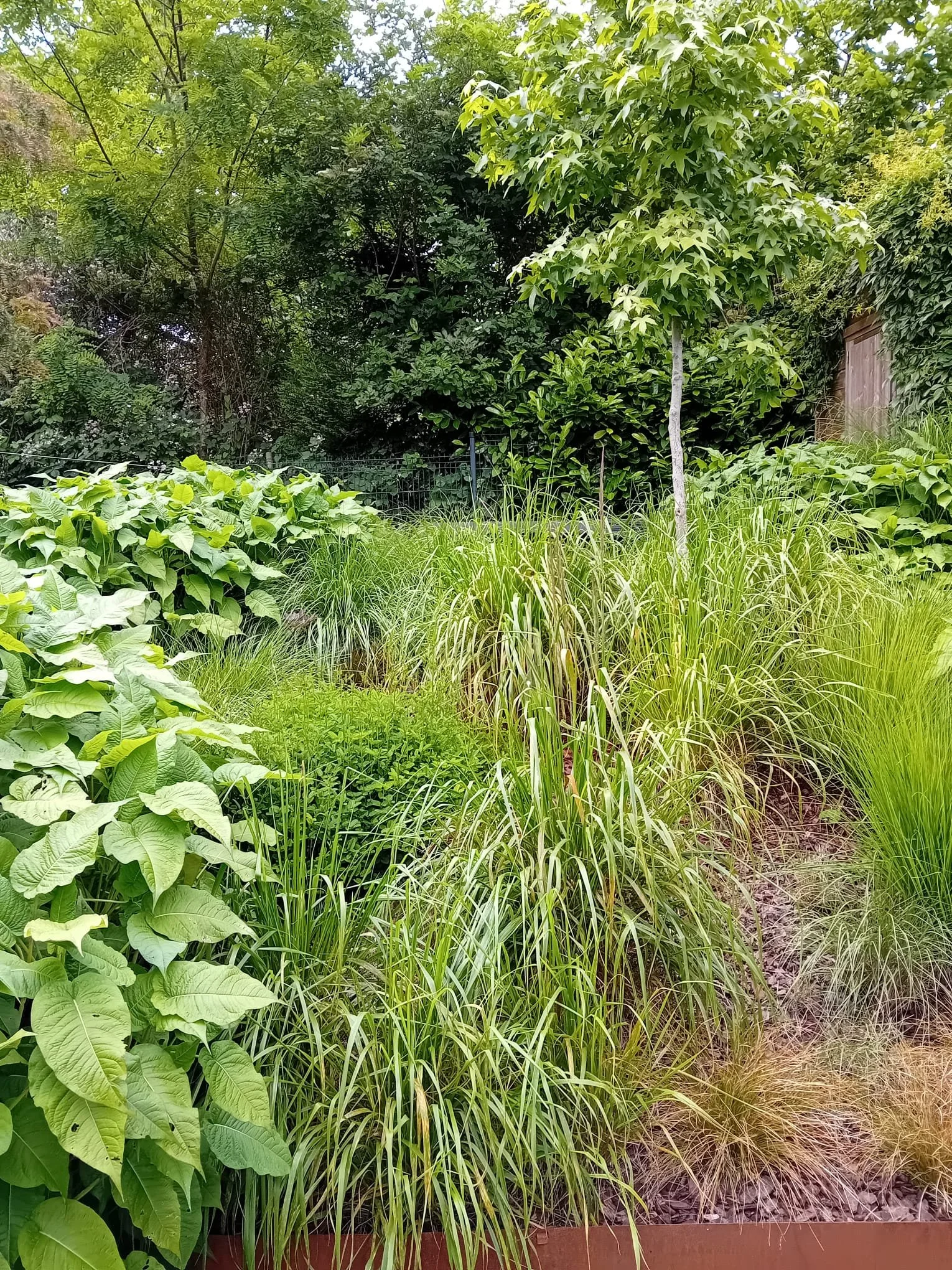 Un jardin luxuriant avec diverses plantes vertes et un jeune arbre au centre, entouré de haies et d'une clôture