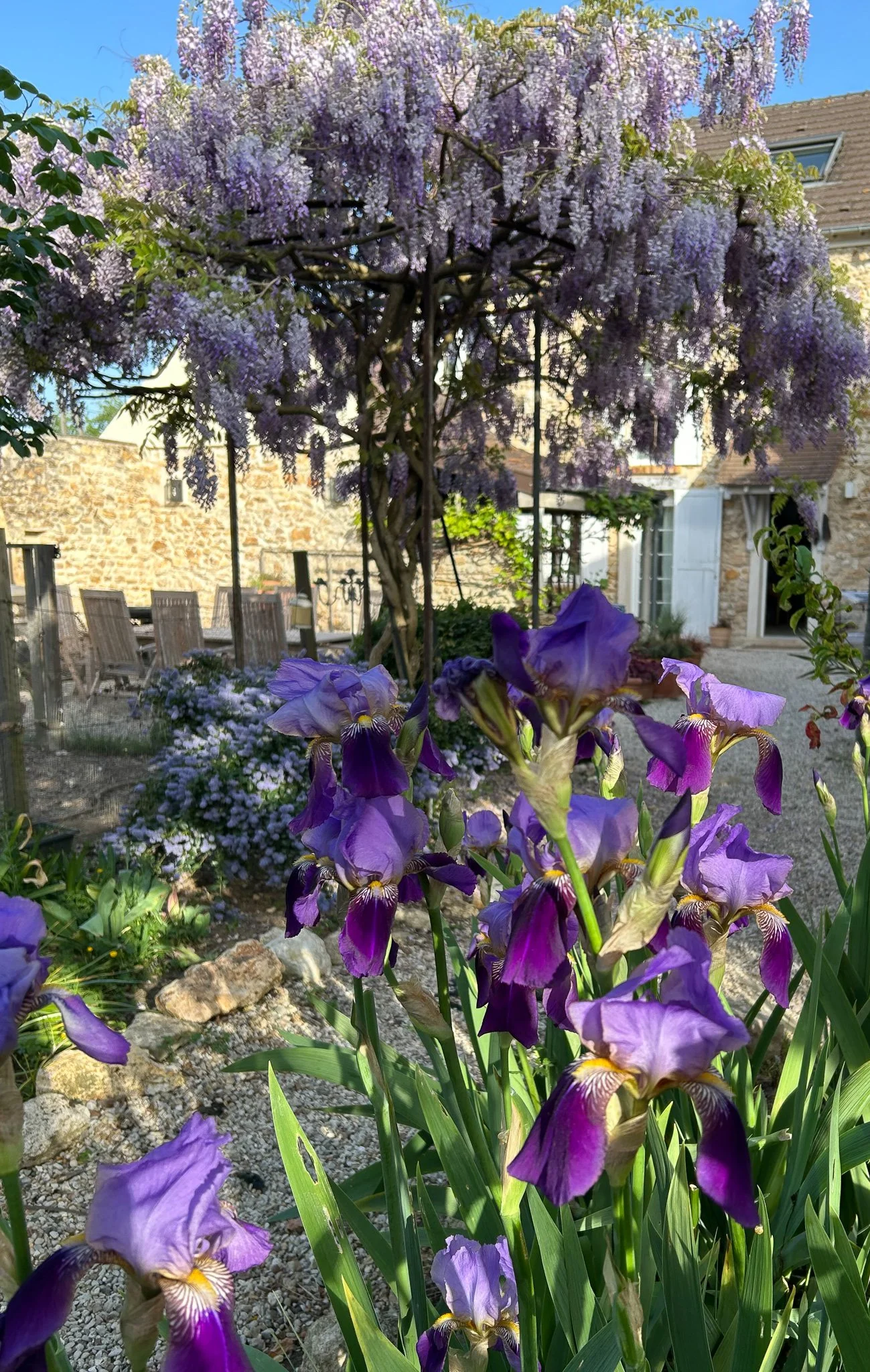 Jardin de fleurs avec des iris violets en premier plan, un arbre en fleurs violettes ou lilas en arrière-plan, et une maison en pierre avec une terrasse et des chaises en arrière-plan.