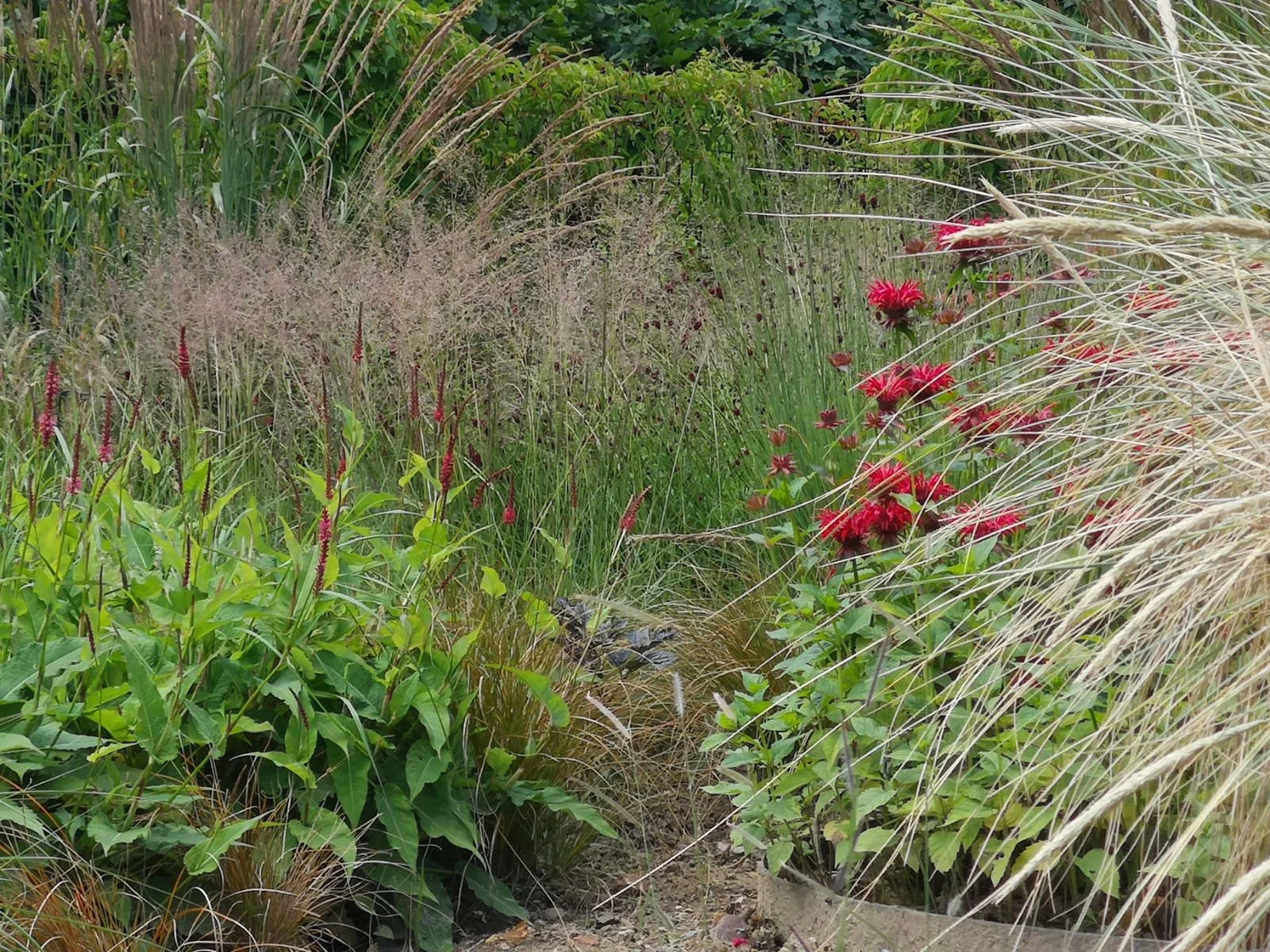 Jardin avec diverses plantes et fleurs rouges et vertes, présence d'herbe ornementale et de feuillage luxuriant.