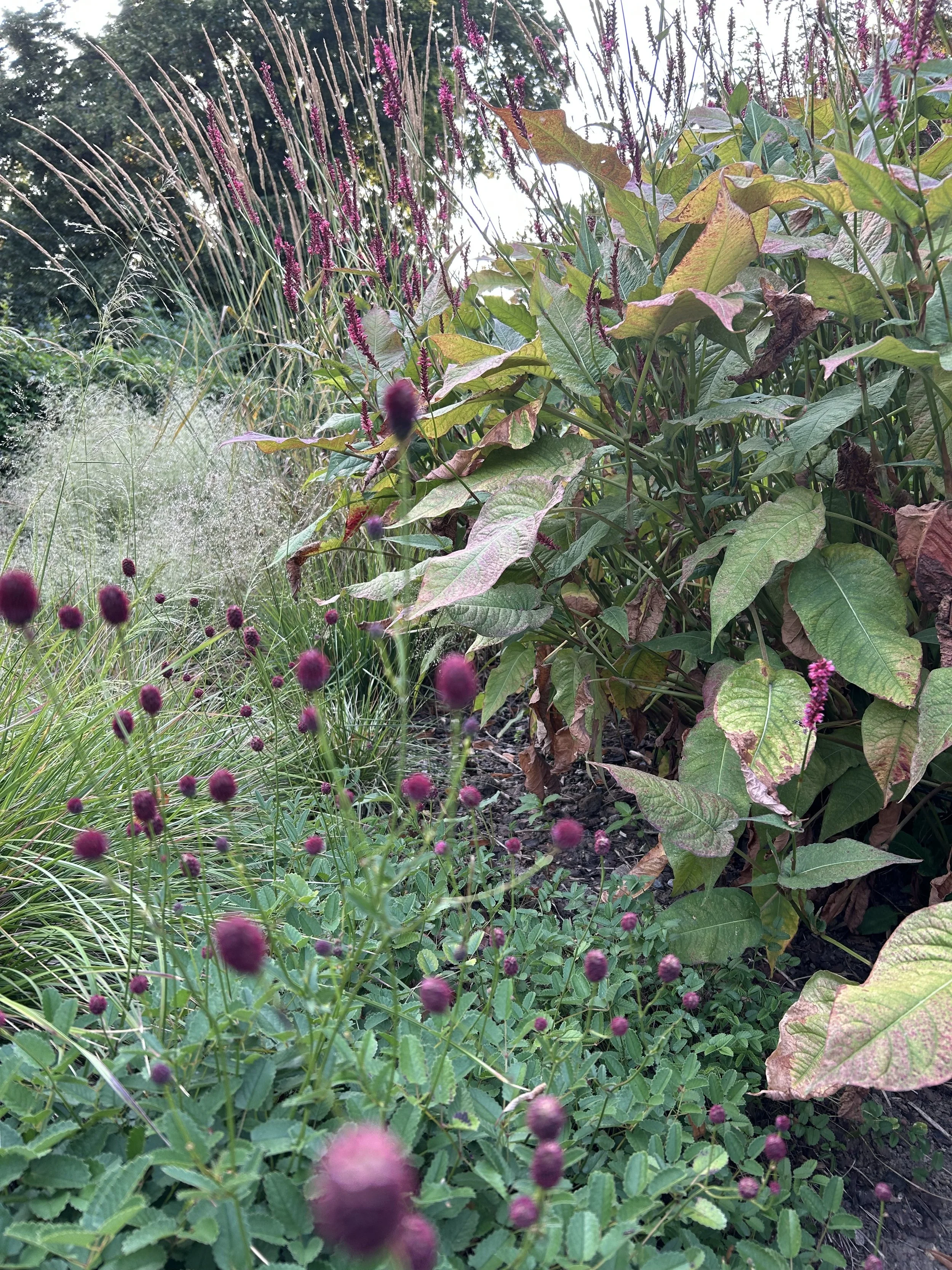 Une scène de jardin avec des plantes aux feuilles vertes et pourpres, et des fleurs violettes en forme de boules. Des herbes hautes avec des fleurs rouges et des tiges violettes sont visibles à l'arrière-plan.