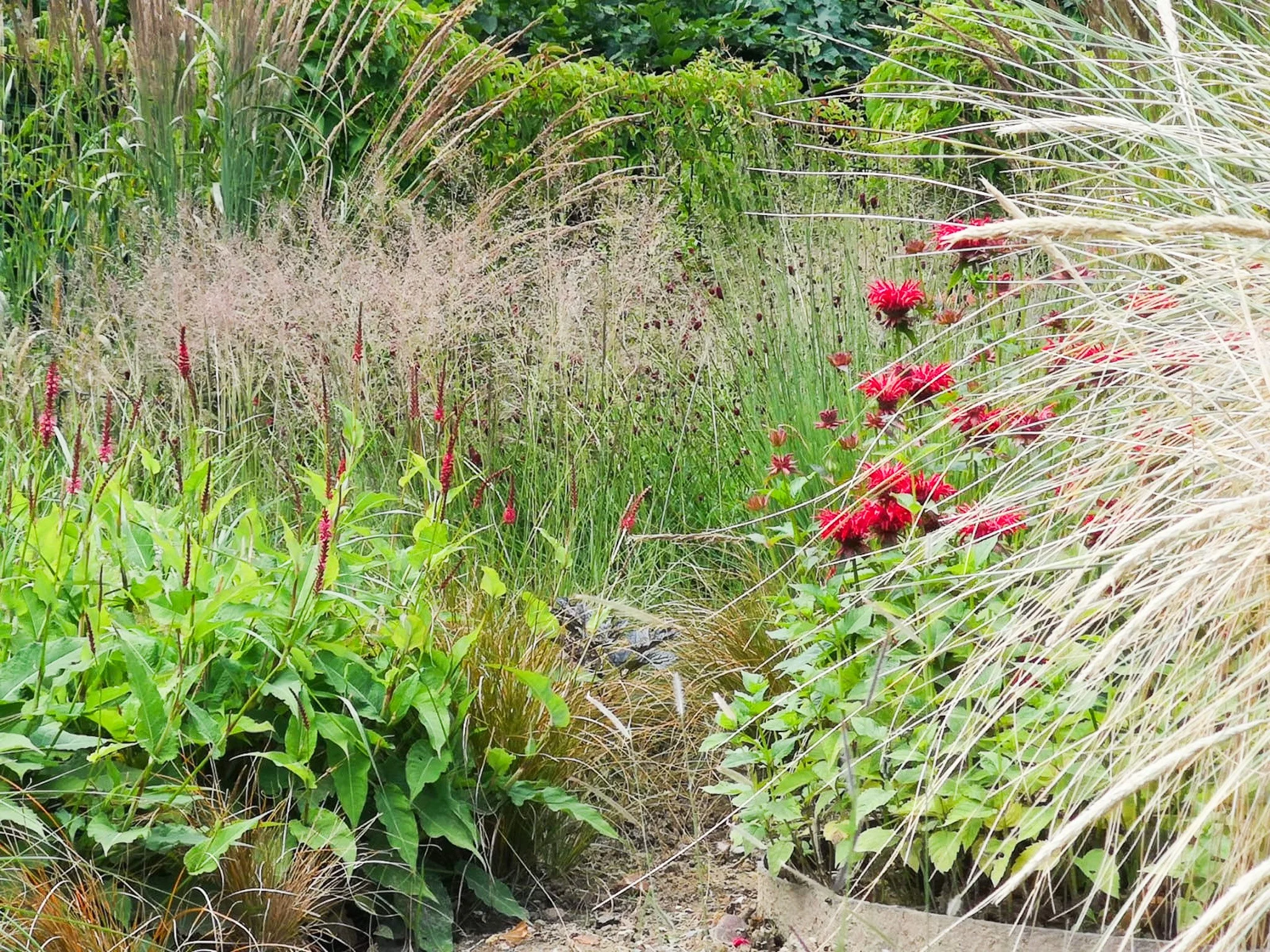 Jardin avec diverses plantes, fleurs rouges et grasses, herbes hautes et feuillage vert.