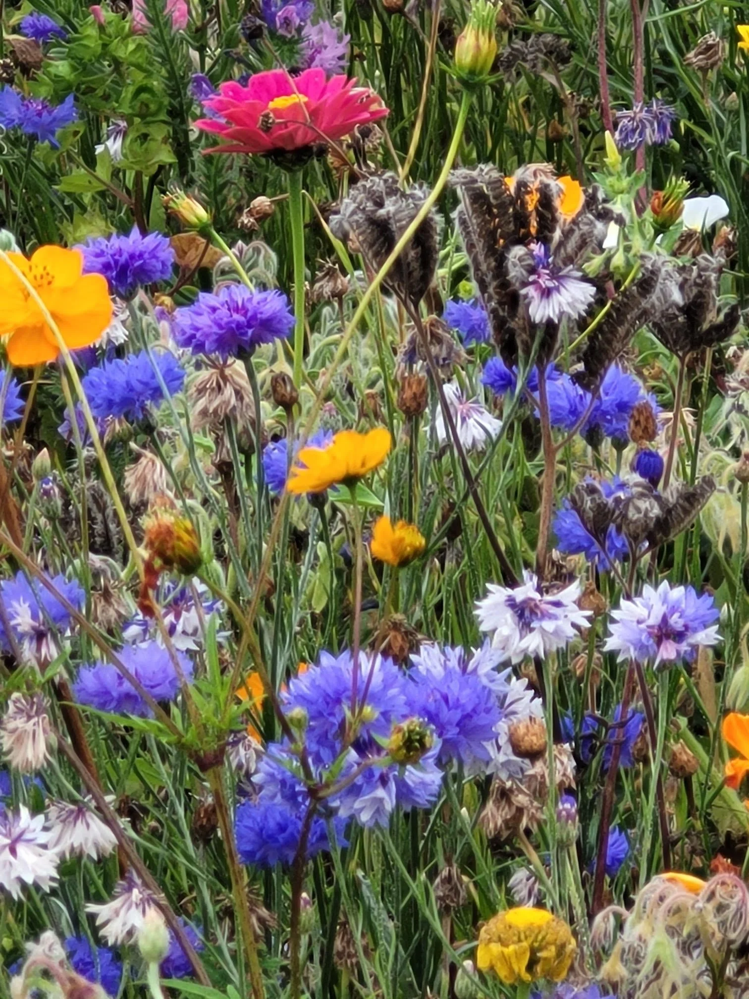Un champs de fleurs colorées avec des marguerites violettes, jaunes, roses et blanches, certaines papillons noirs et orangés posés sur les fleurs.