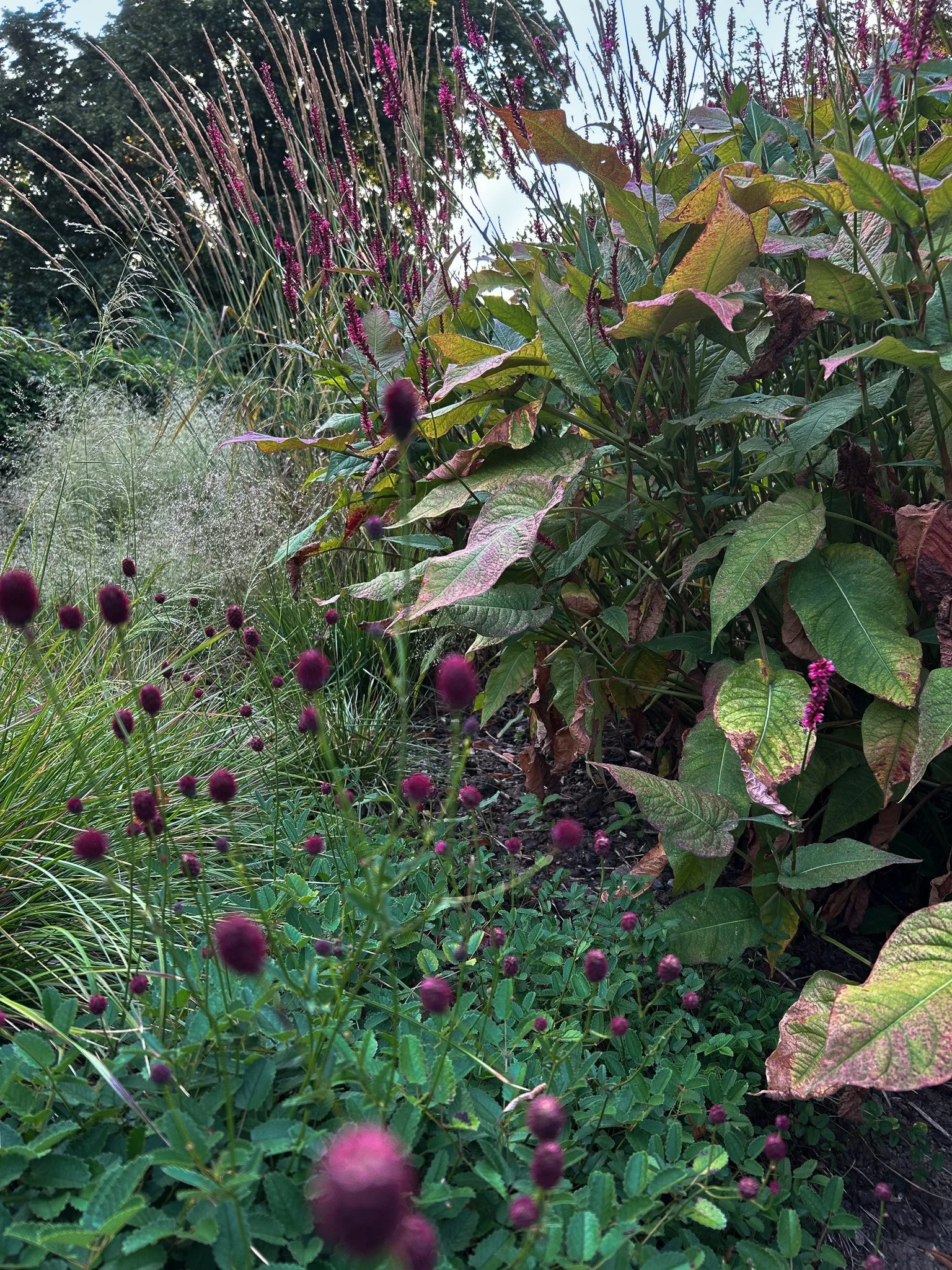 Une variété de végétation dans un jardin, comprenant des fleurs violettes en forme de boules, des feuilles vertes et brunes, ainsi que des hautes tiges avec des petites fleurs rose foncé.