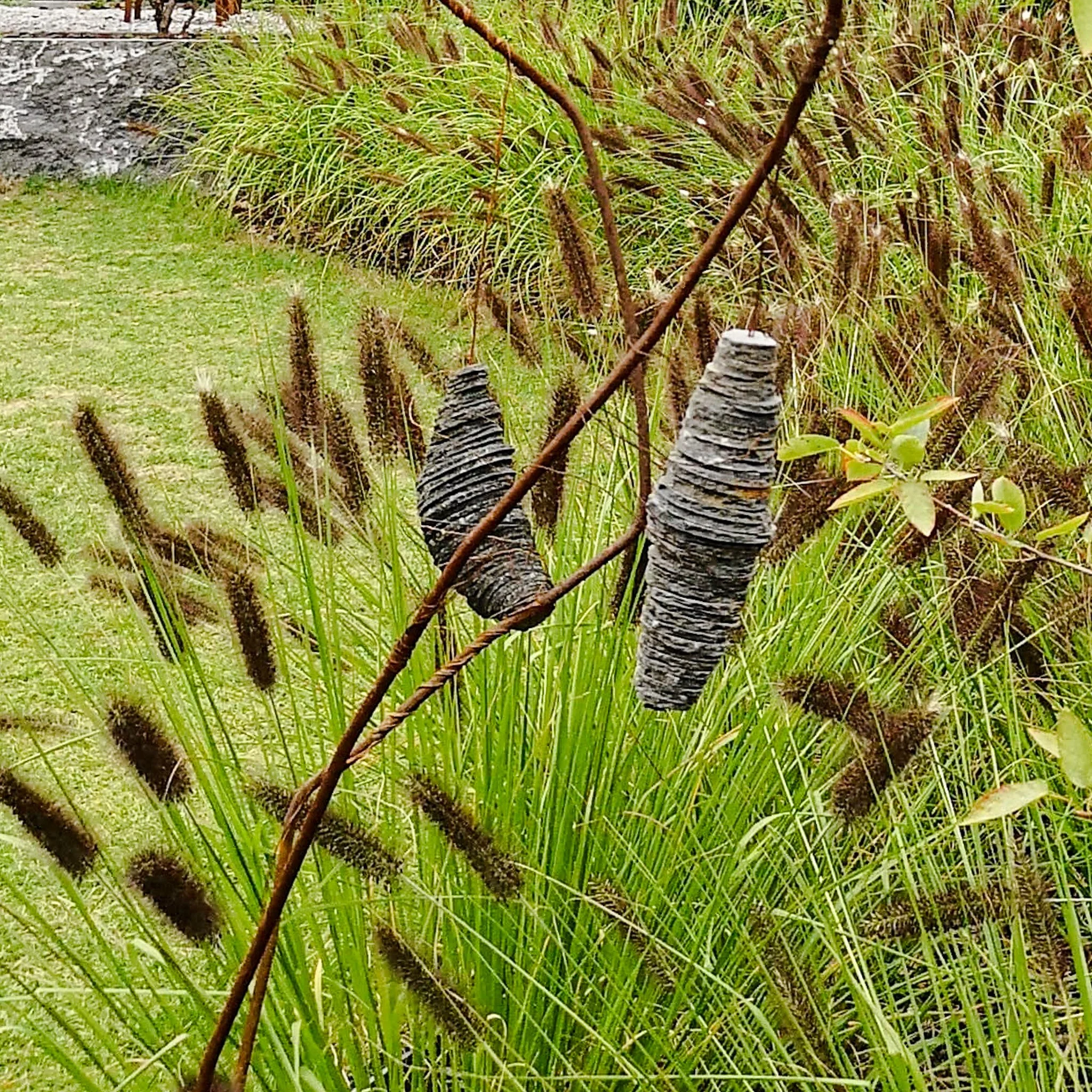 Deux cônes de pin gris suspendus à une branche dans un jardin avec de l'herbe verte et des plantes