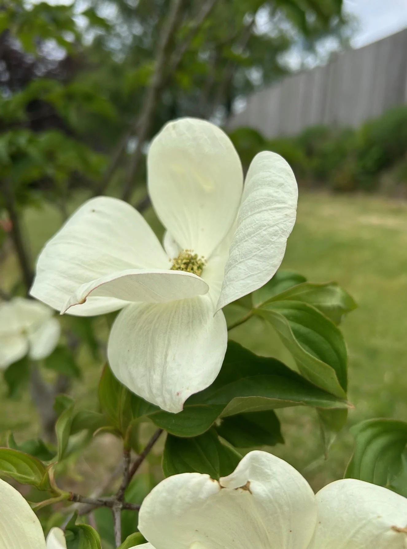 Une fleur blanche avec des pétales délicats, entourée de feuilles vertes, dans un jardin.