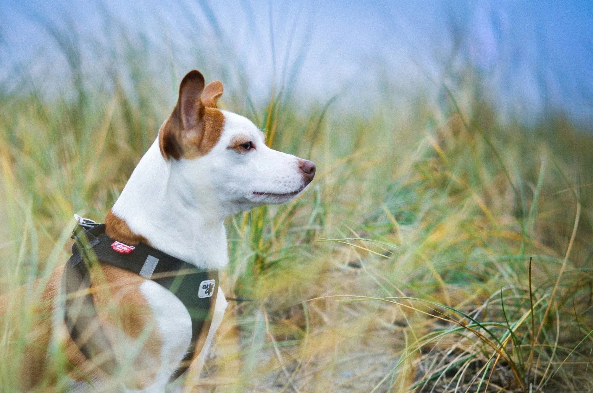 A profile of a small white and brown dog with a harness outside with tall grasses