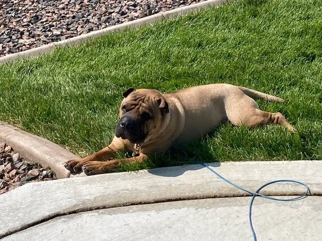 A Large Sharpei, Graduate of Behavior Program at Riverdale Animal Shelter
