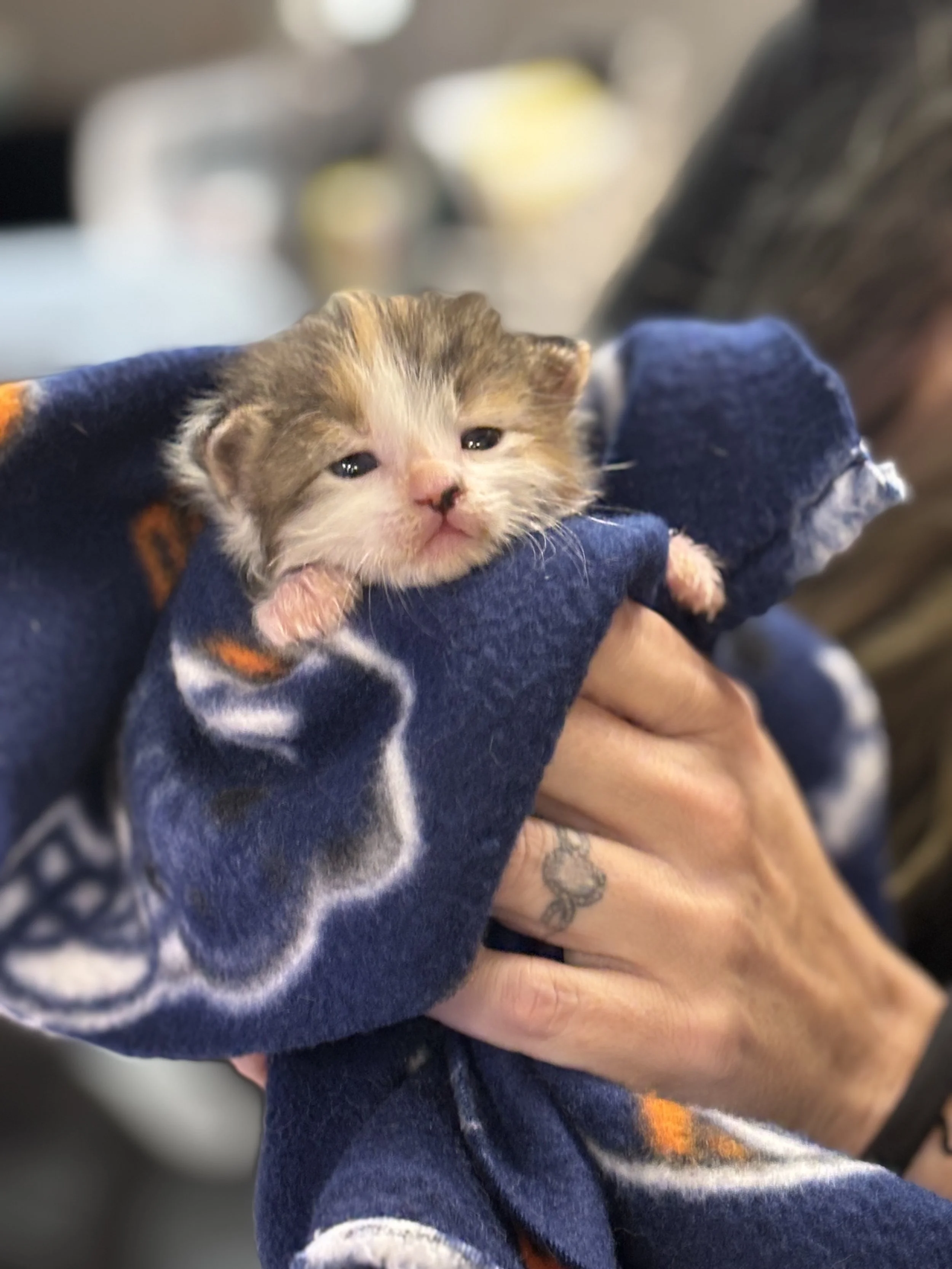 a tiny kitten only a week or two old