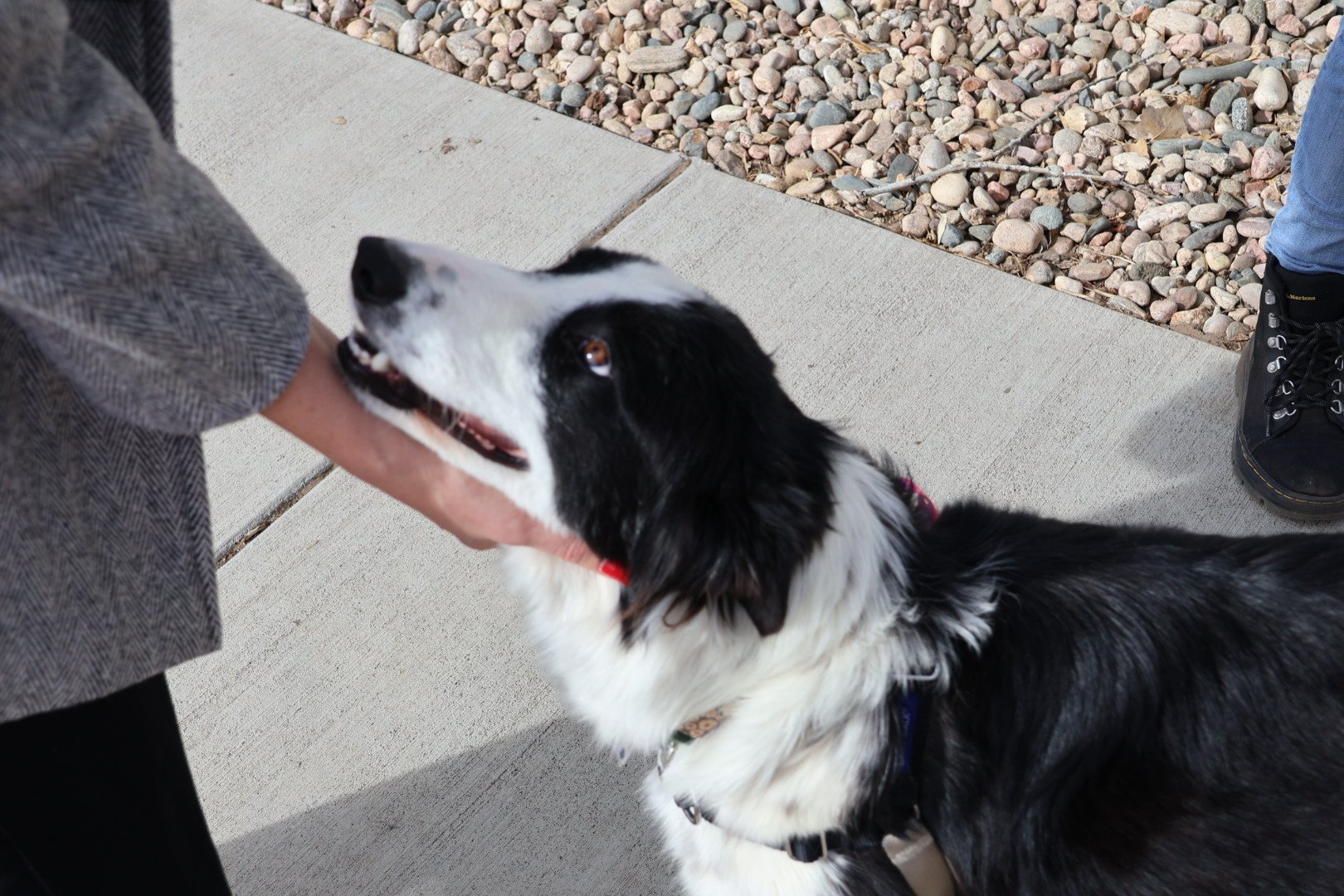 a cute white dog with black spots outside at an animal shelter