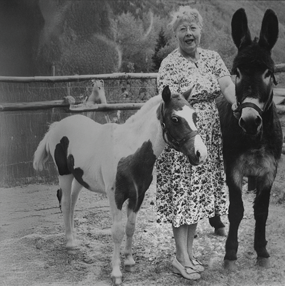 Louise Harrison Donkey and Mini Horse.png