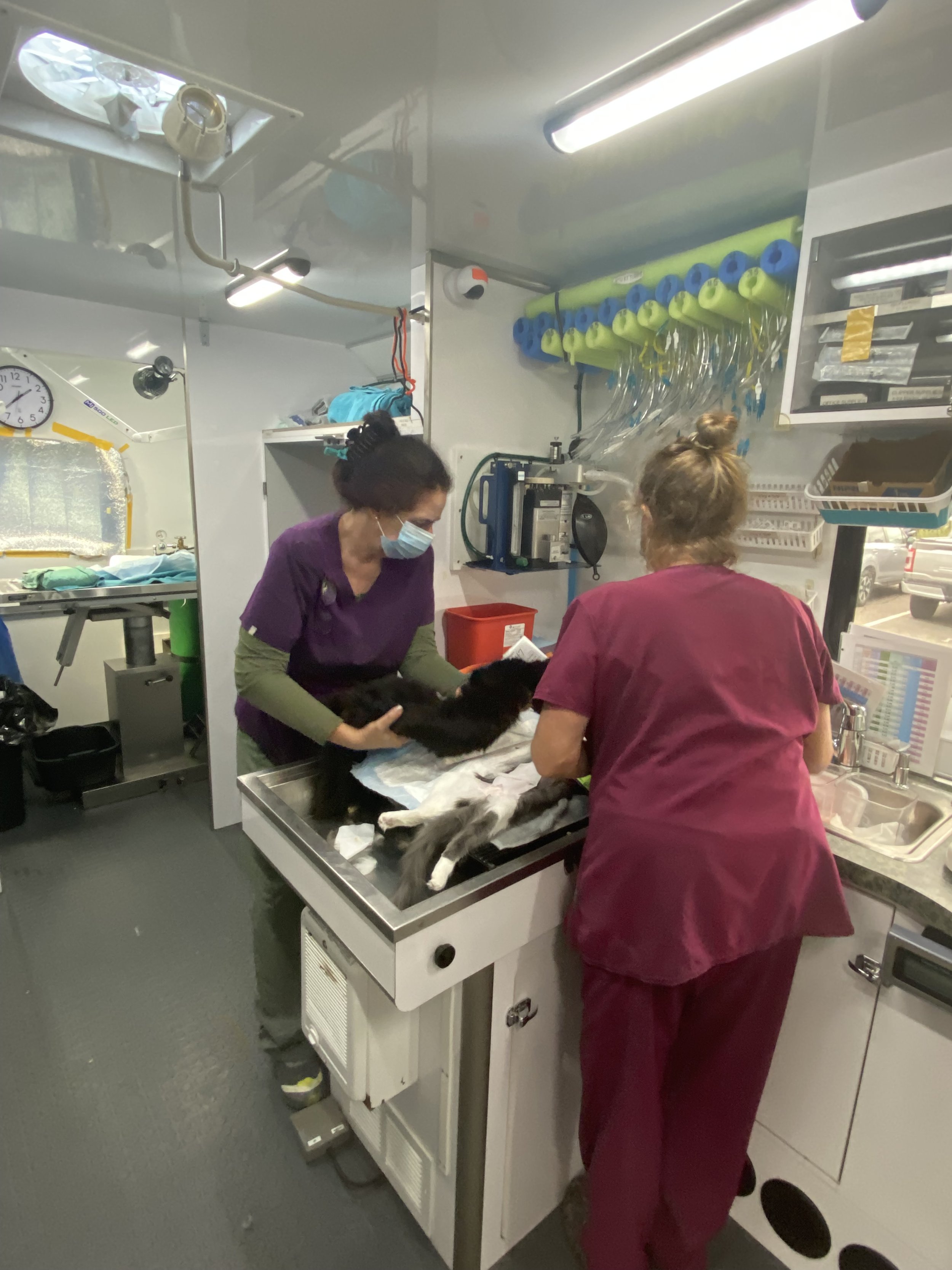 Spay-A-Thon at Denver Animal Sheelter