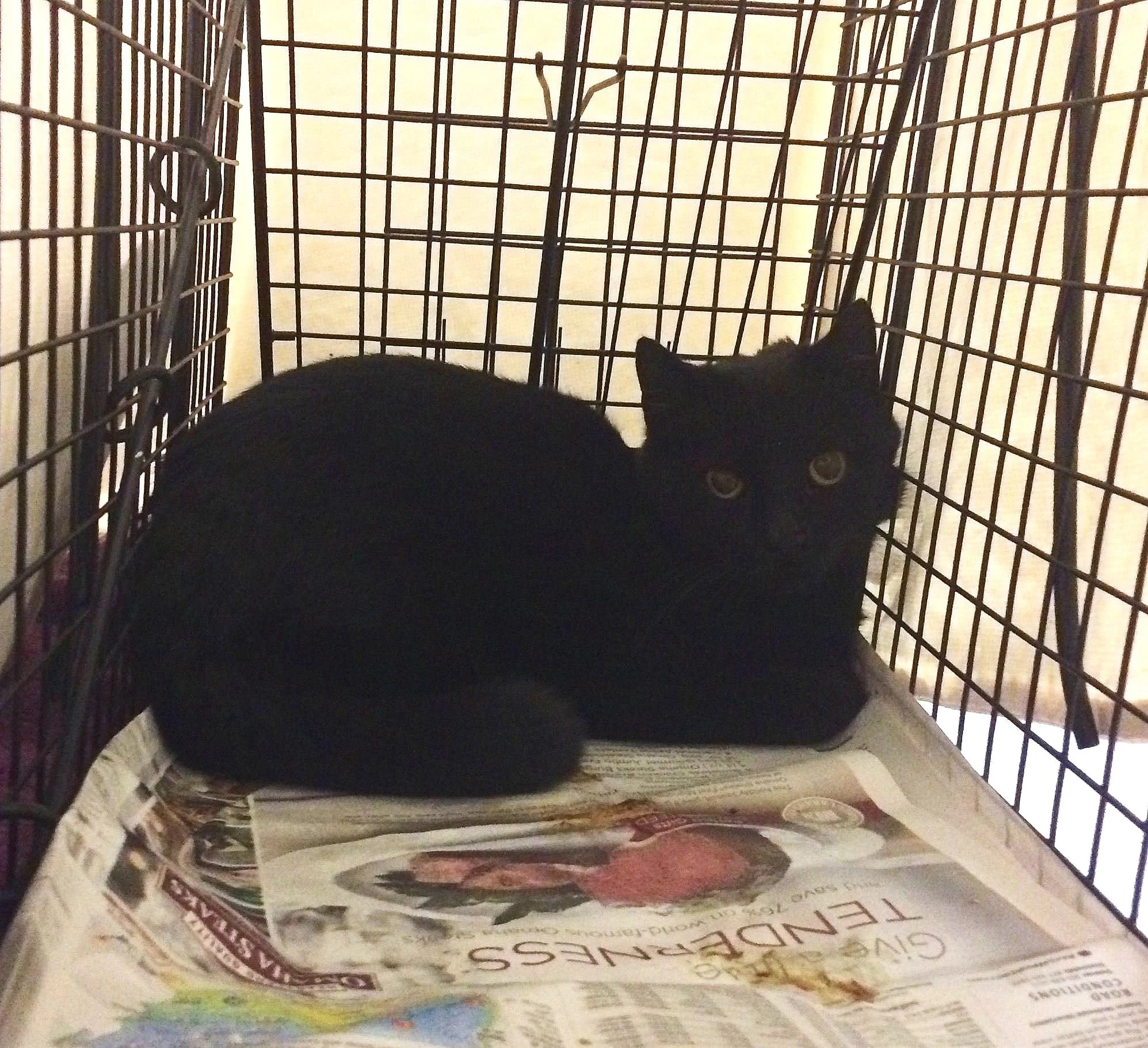 Metro Cat Animal Assistance Foundation.jpg