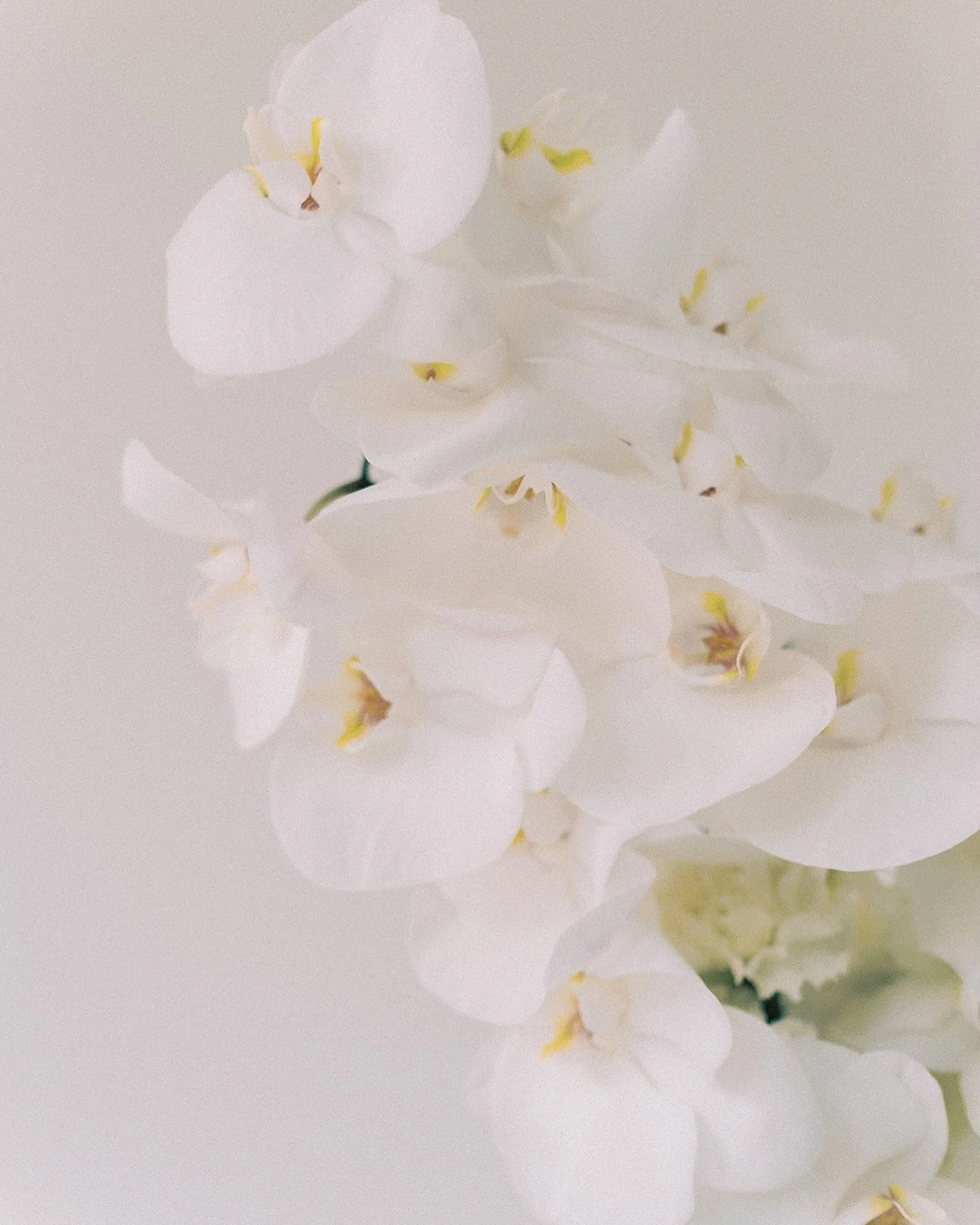 Photo by @emmapilkingtonphotography