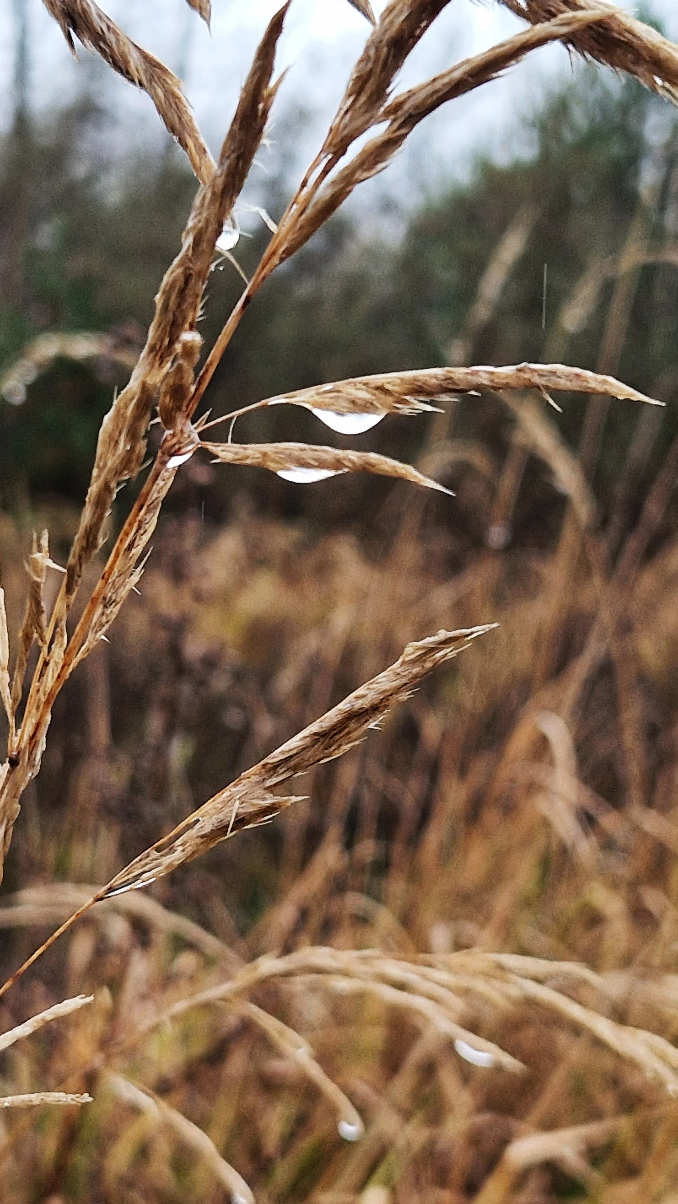 late-autumn-grasses-alex-dildiene-photo.jpg