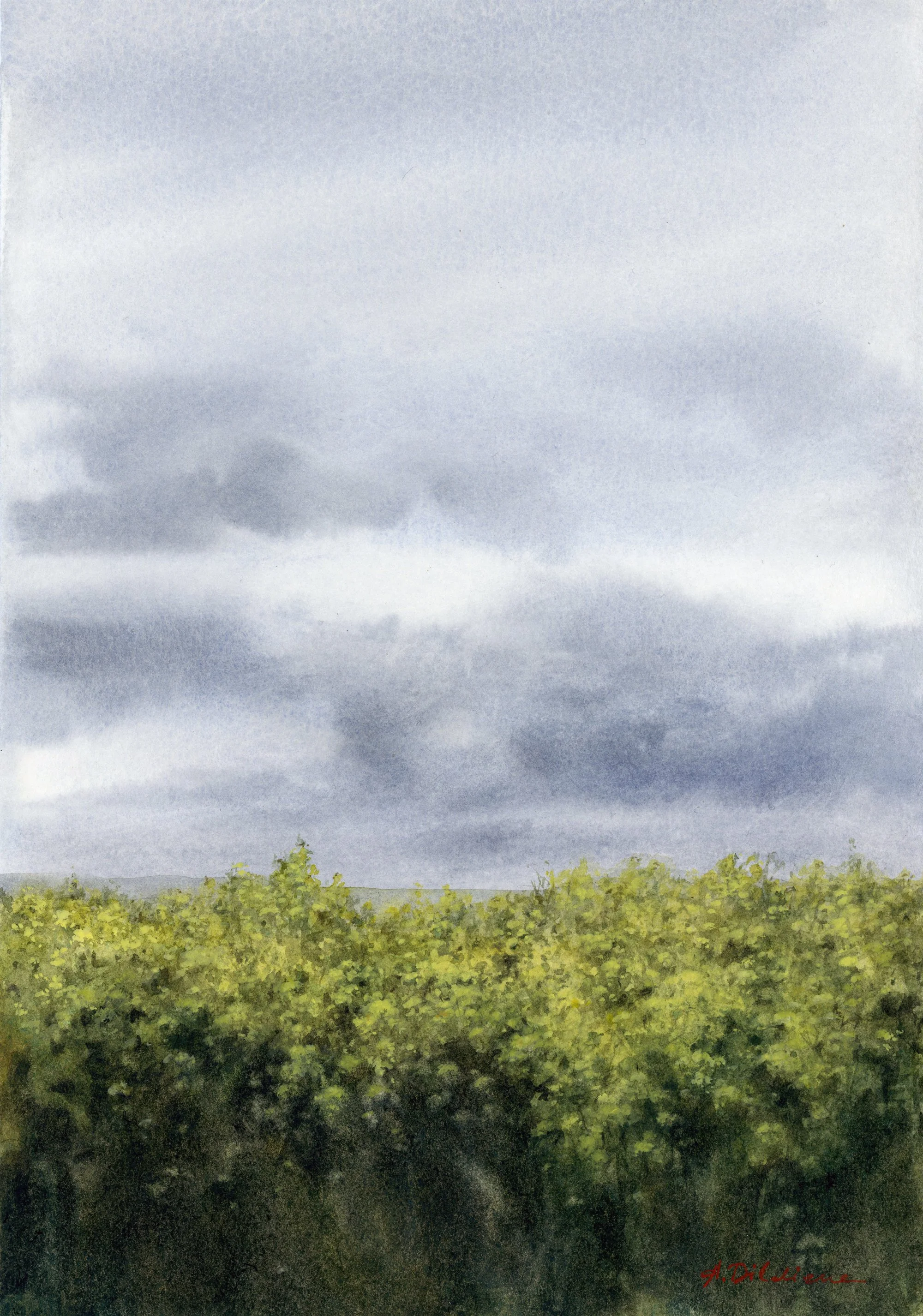Rapeseed Field Under Clouds