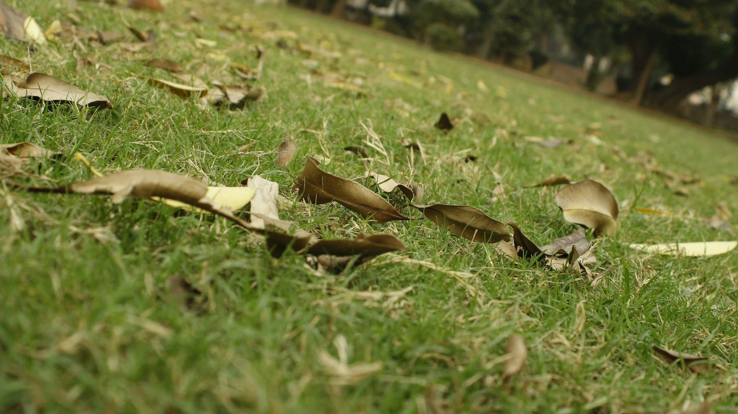 Dumpster Rental for Yard Waste in Grovetown: What Size Is Best?