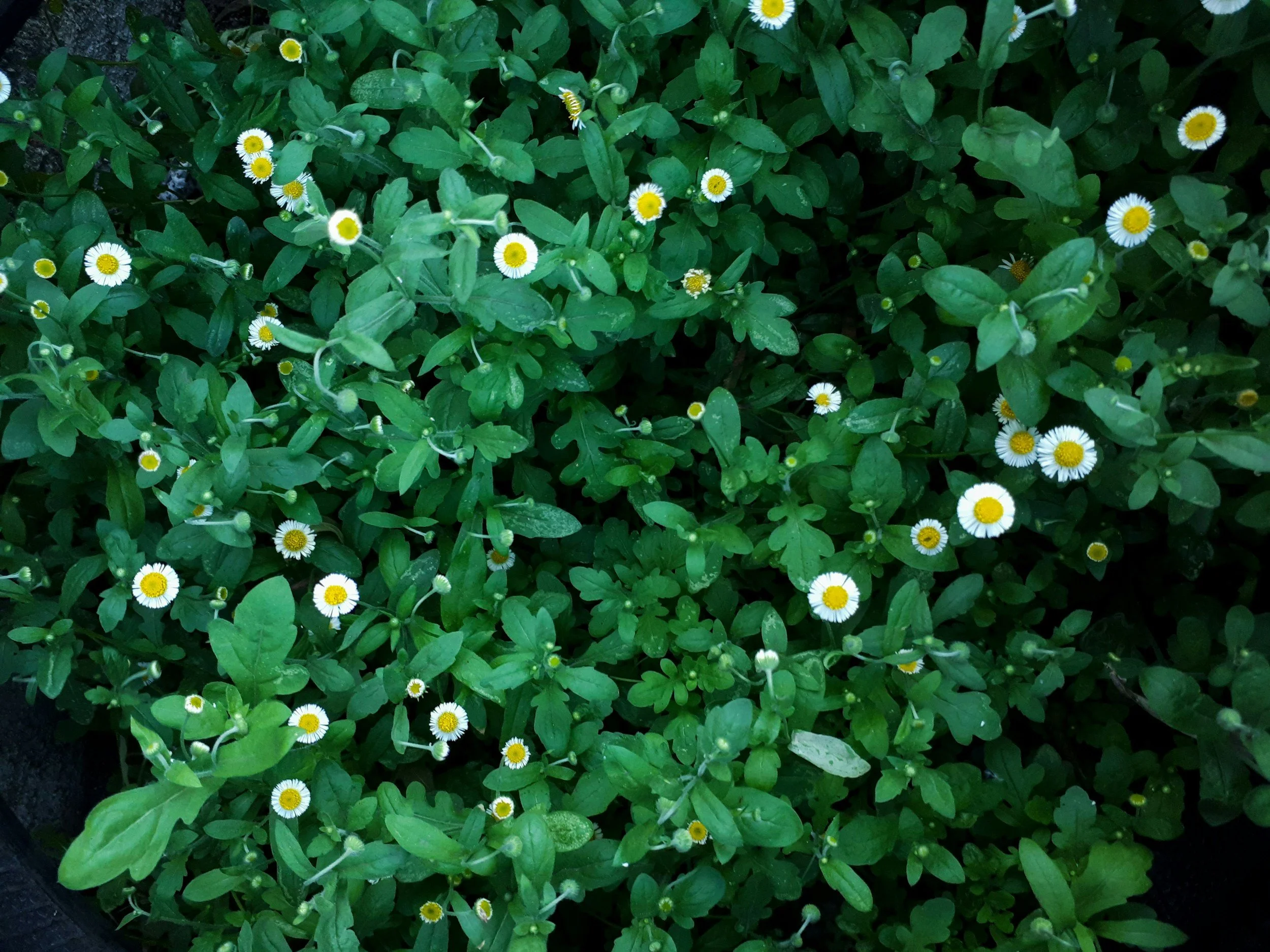 Why Dumpster Rentals Save Time During Busy Spring Projects