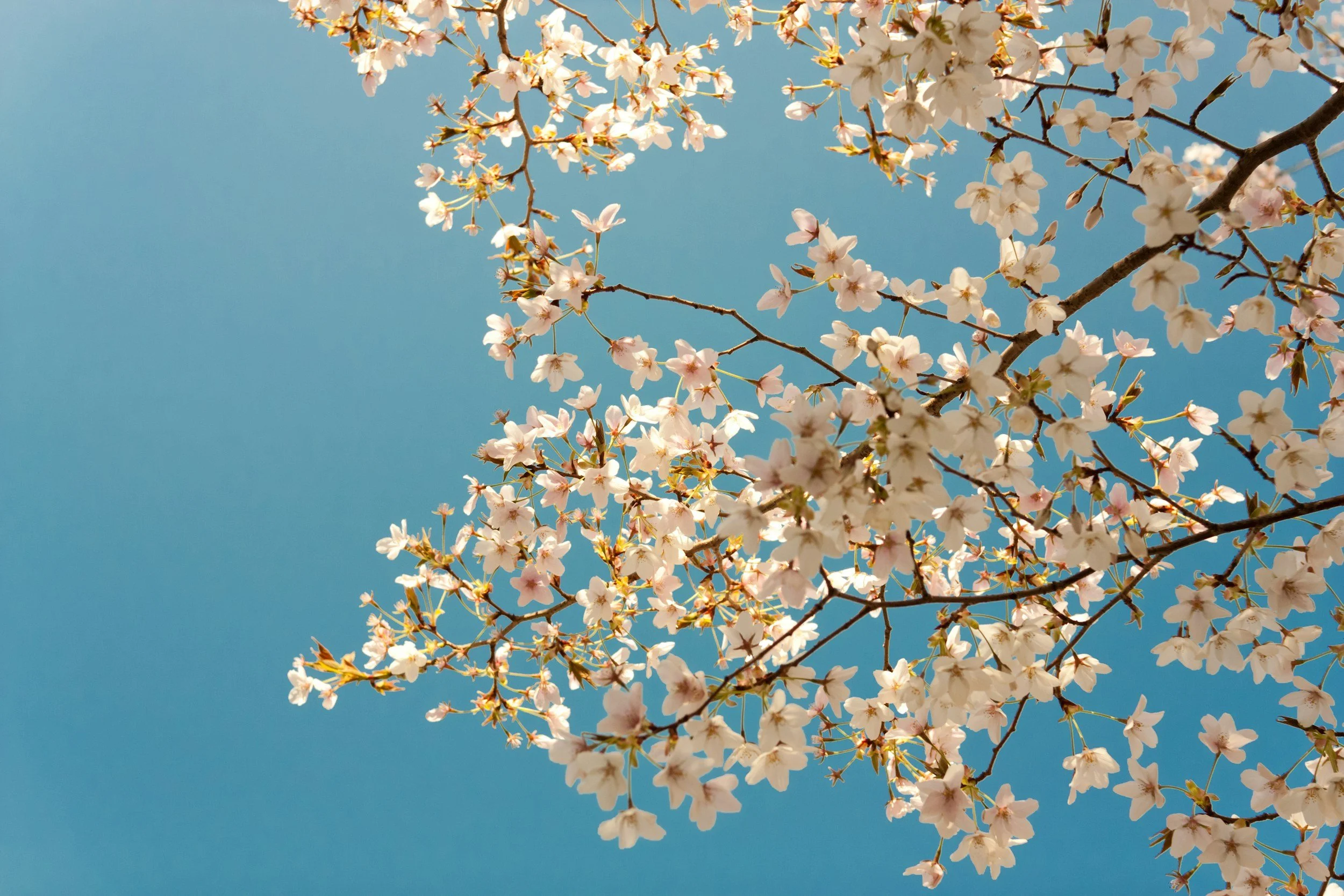 Why April Is a Popular Month for Home Renovations in the CSRA