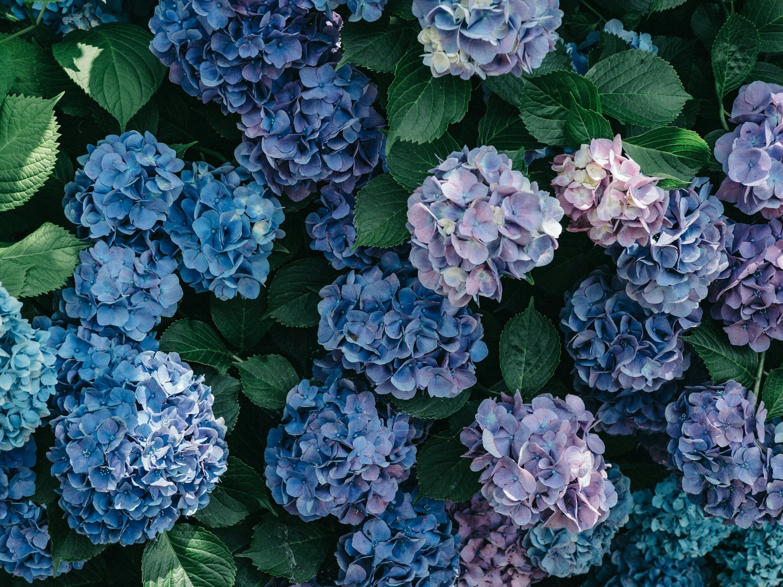 Dumpster Rentals for Summer Home Cleanouts in June