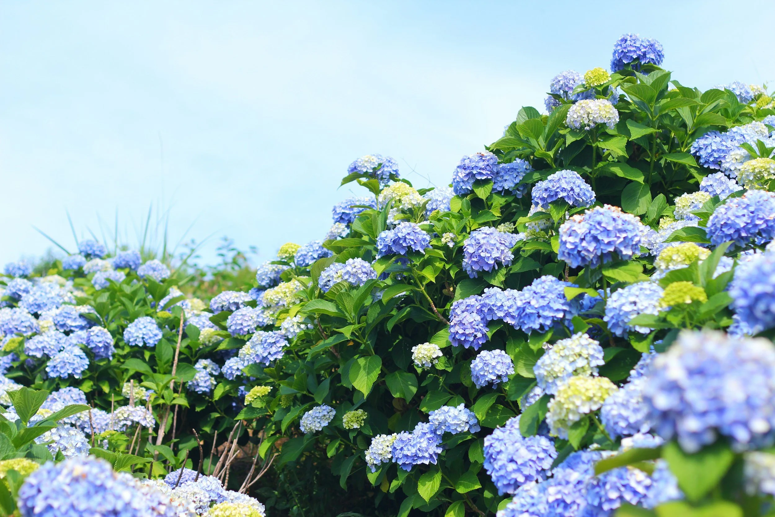 How Dumpster Rentals Help Keep Summer Projects Clean, Safe, and On Schedule in June