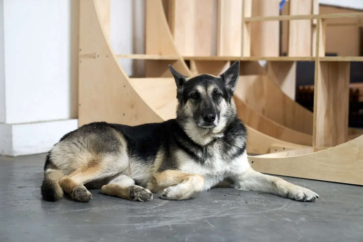 tecture-shop-dog-amber-curved-plywood.webp