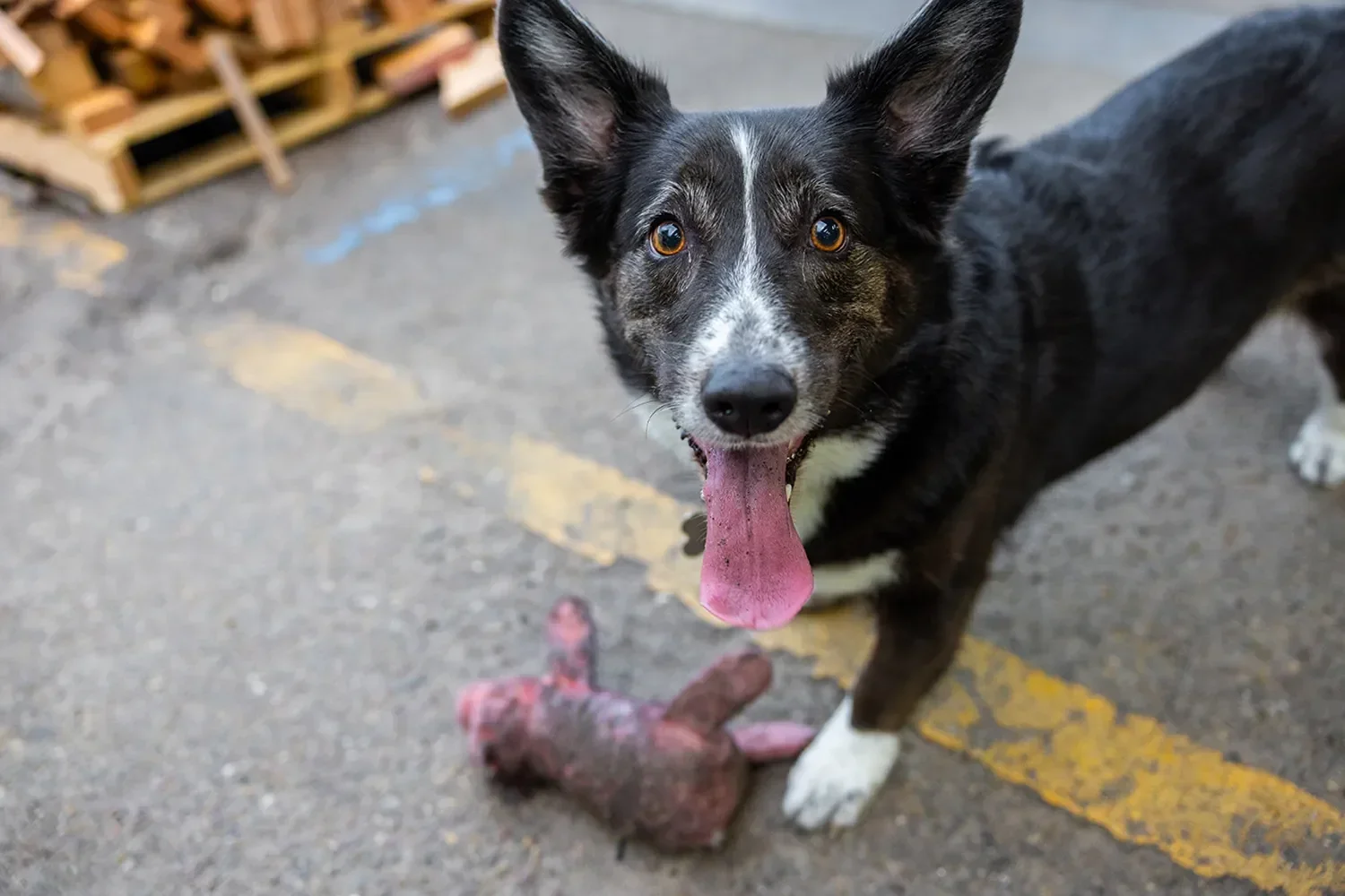 tecture-team-shop-dog-portrait.webp
