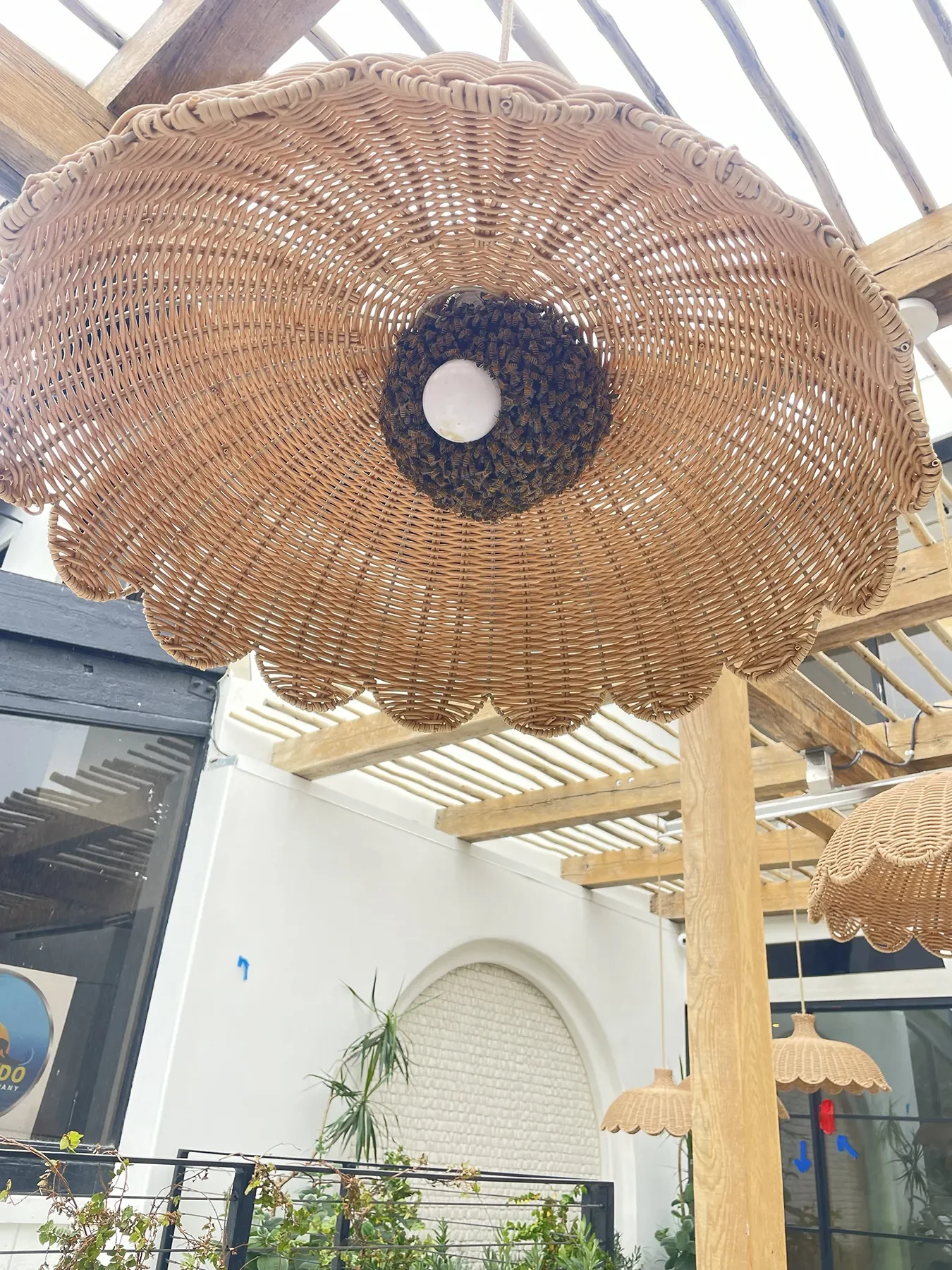 A beehive that settled inside one of the scalloped rattan patio pendant at By The Sea in Coronado