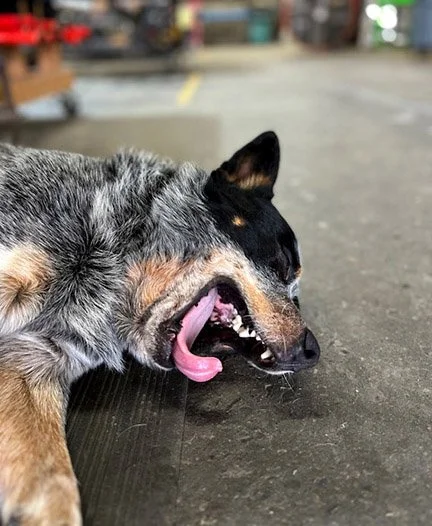 Close-up of a cute puppy with a unique black and white coat pattern, looking upwards with ears perked, on a gray surface.