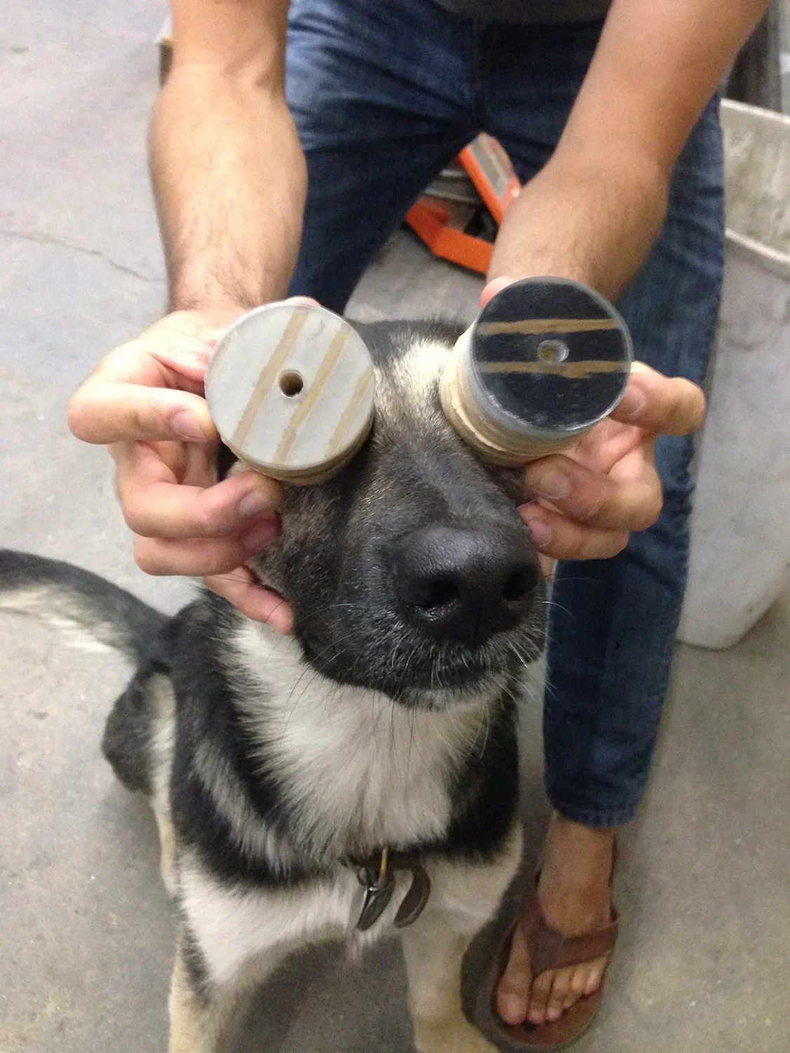 Amber, Tecture's first shop dog, with two spools playfully held over her head like goggles