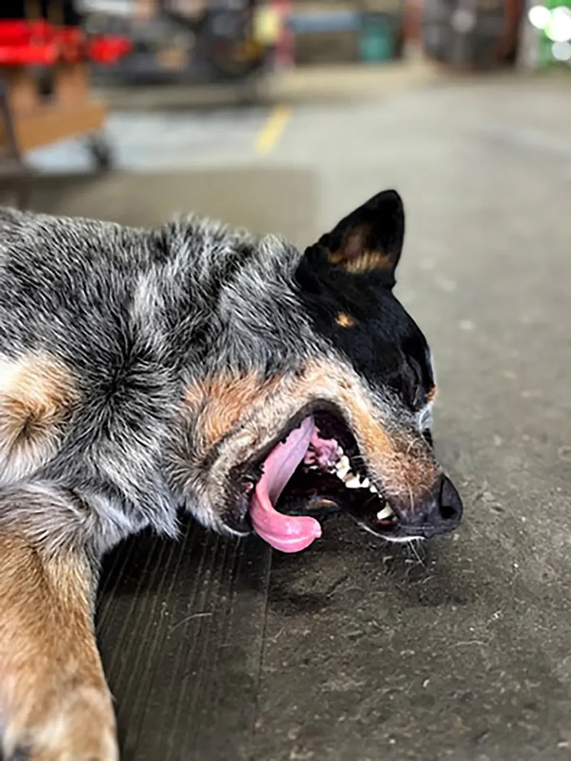 Ra'Ko, Tectures shop dog, lying on the shop floor with his mouth open and tongue out