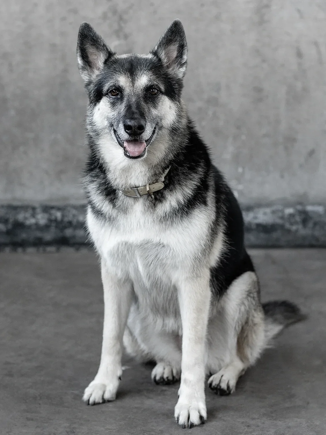 Amber, Tecture's original shop dog, sitting against a concrete wall