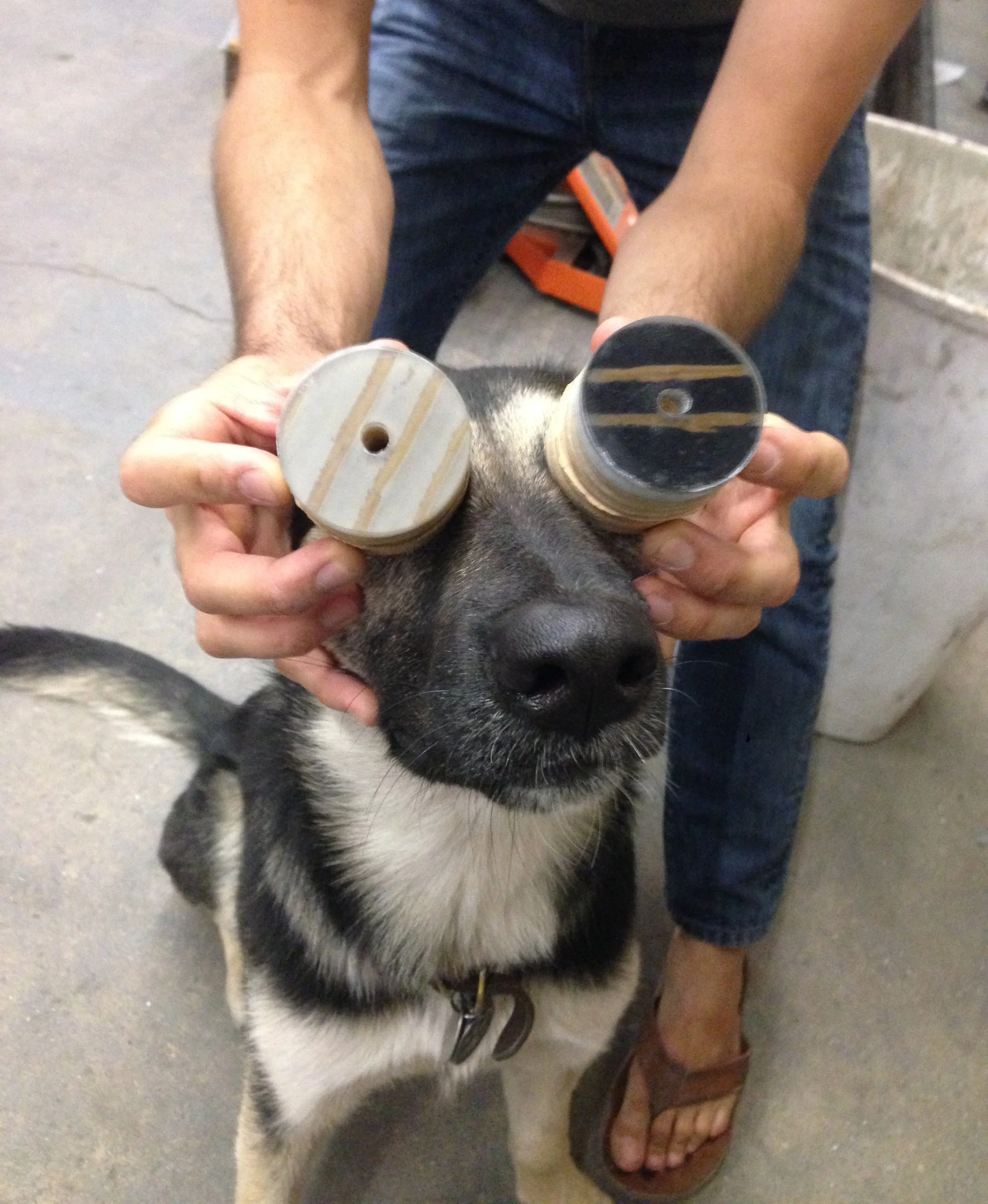 A playful workshop moment in the Tecture Studio as a German Shephard has round material samples held over its eyes like goggles.