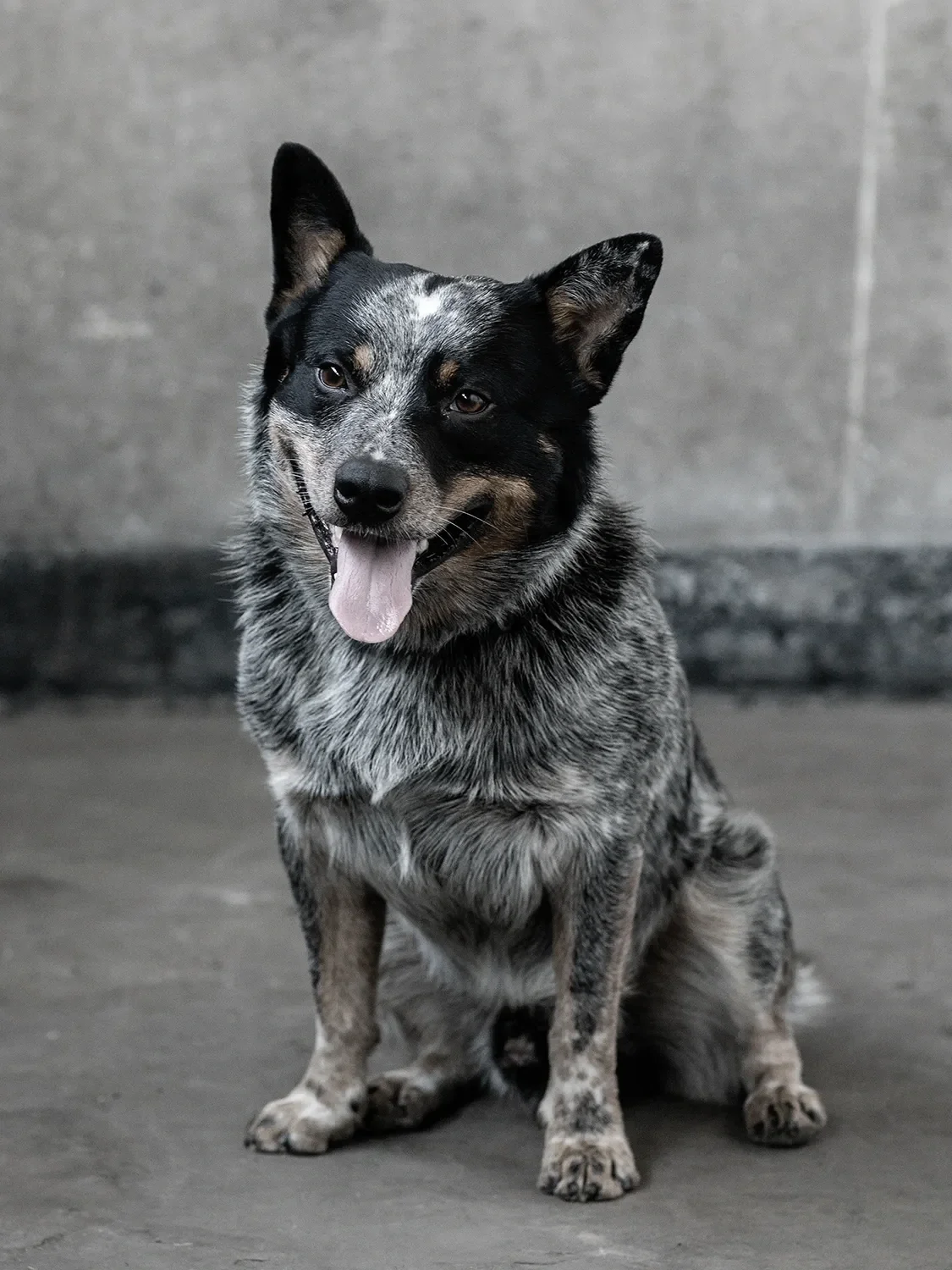 Ra'Ko, Tecture's shop dog, sitting on a concrete floor with ears perked and tongue out