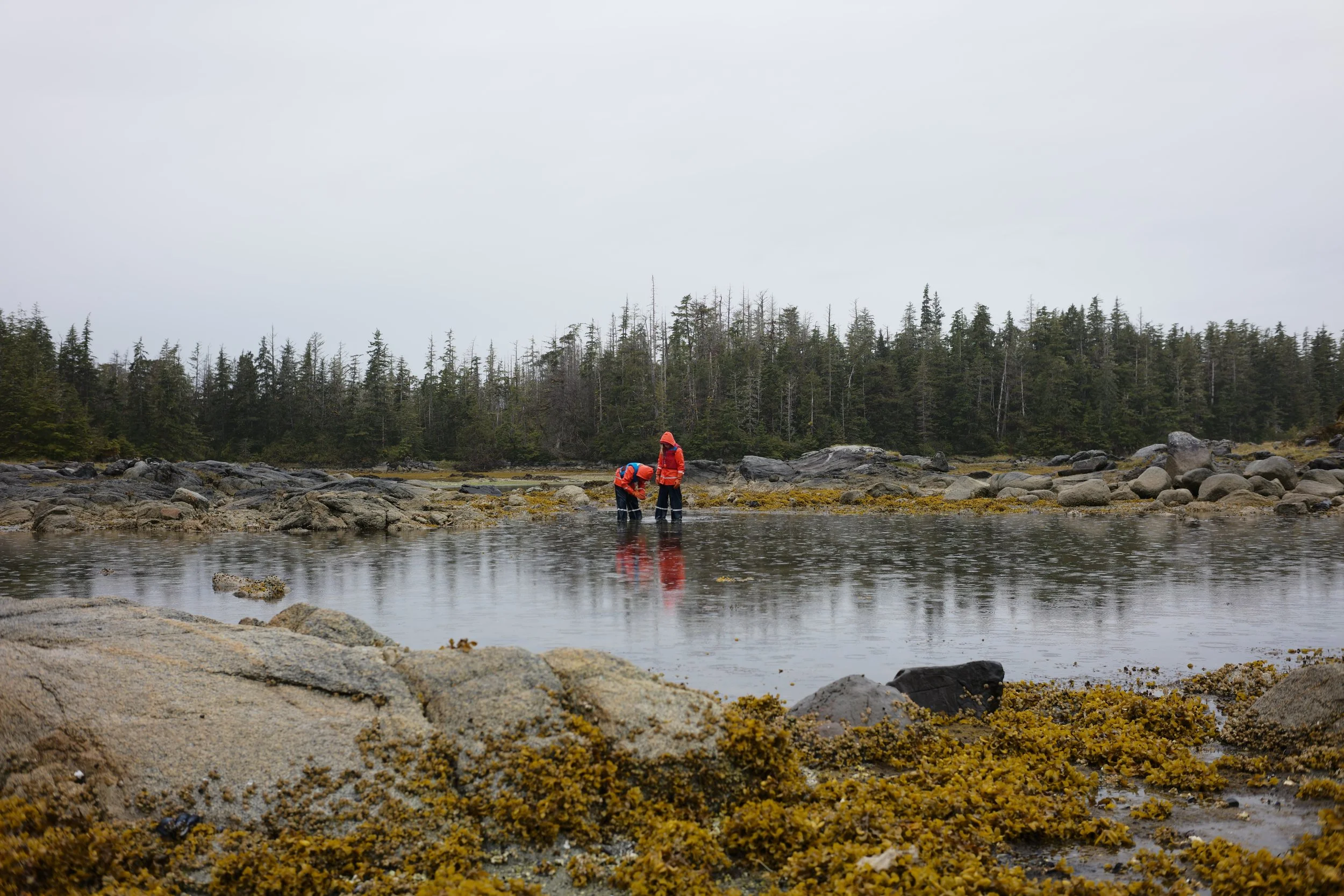 Two people in orange jackets standing in shallow water near rocky shoreline with forest in background on overcast day.
