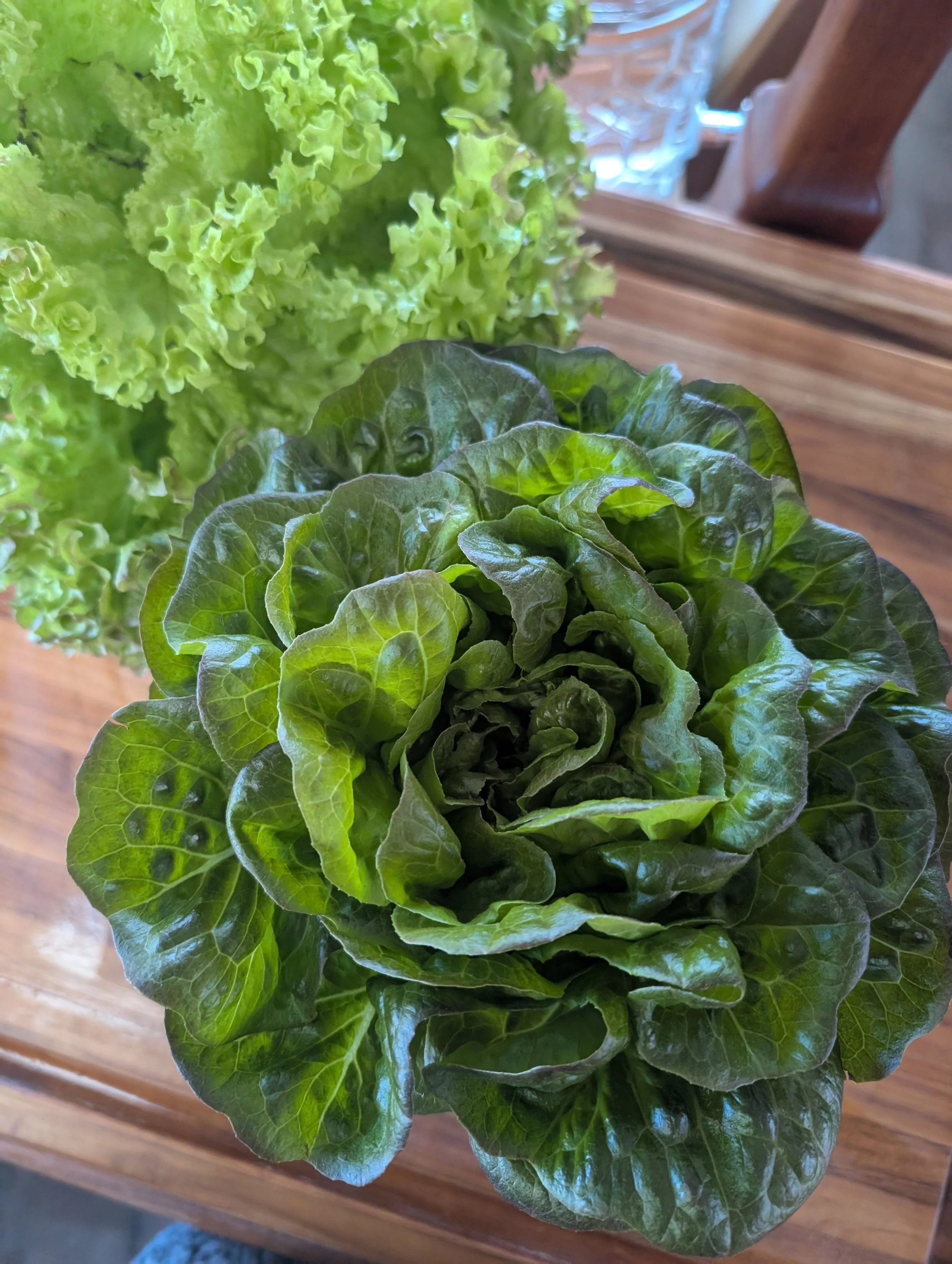 Fresh gem lettuce from Juneau Greens