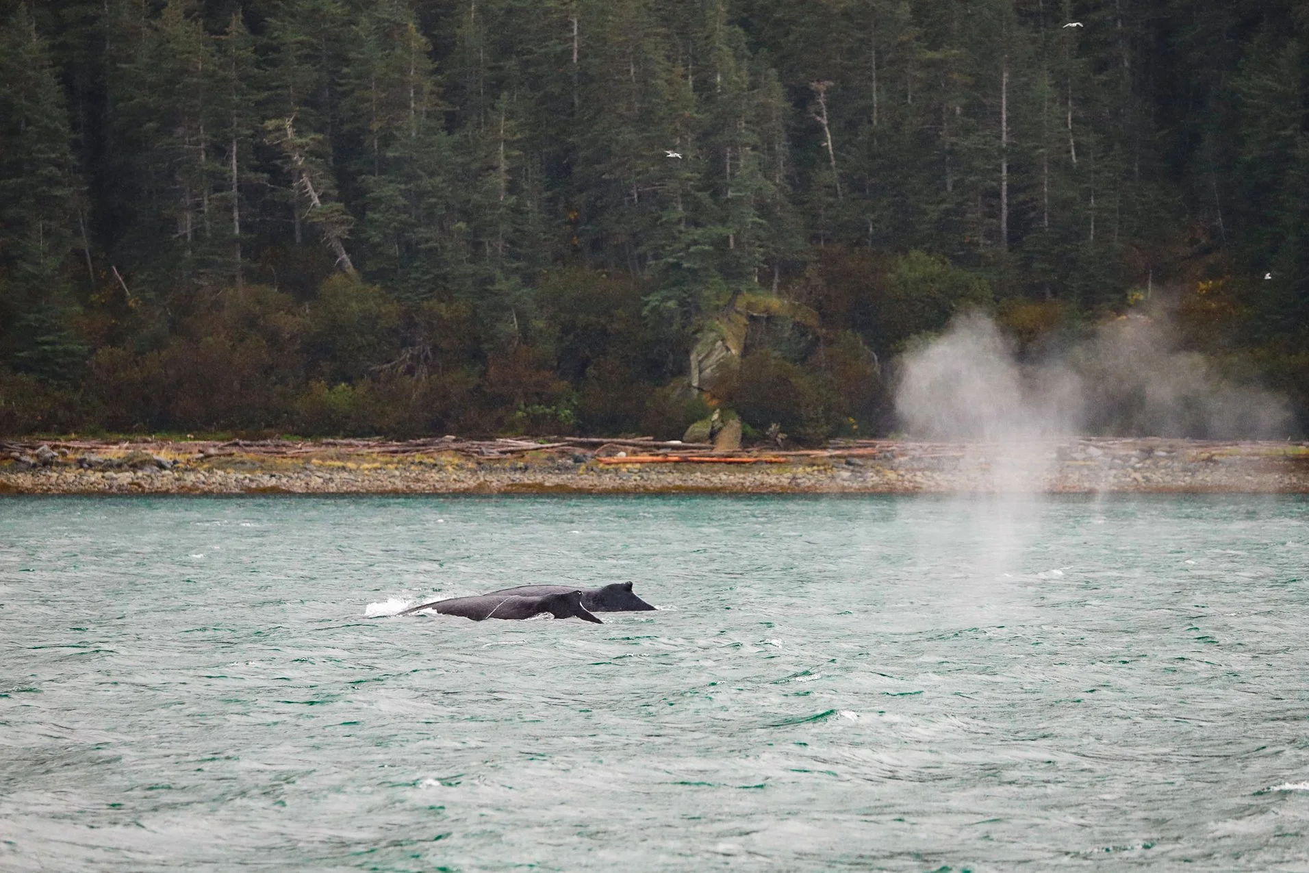 humpback whales surfacing near boat