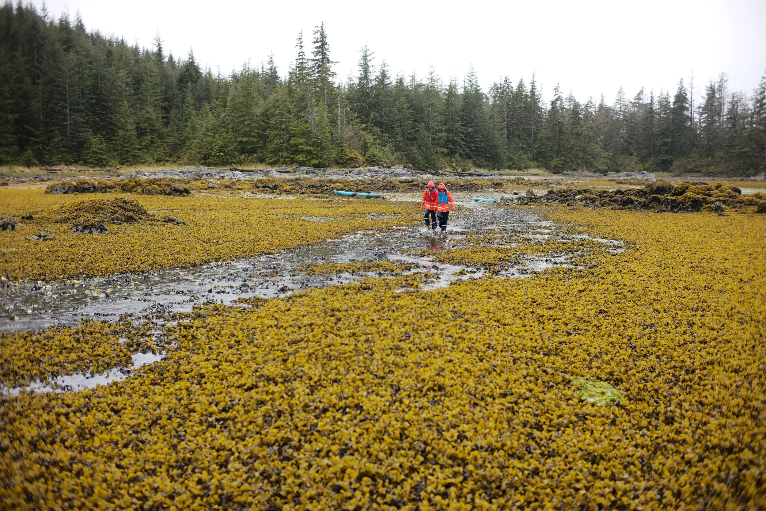 Three people wearing rain jackets and hiking gear walking across a mossy, rocky shoreline with boats and a forested background.
