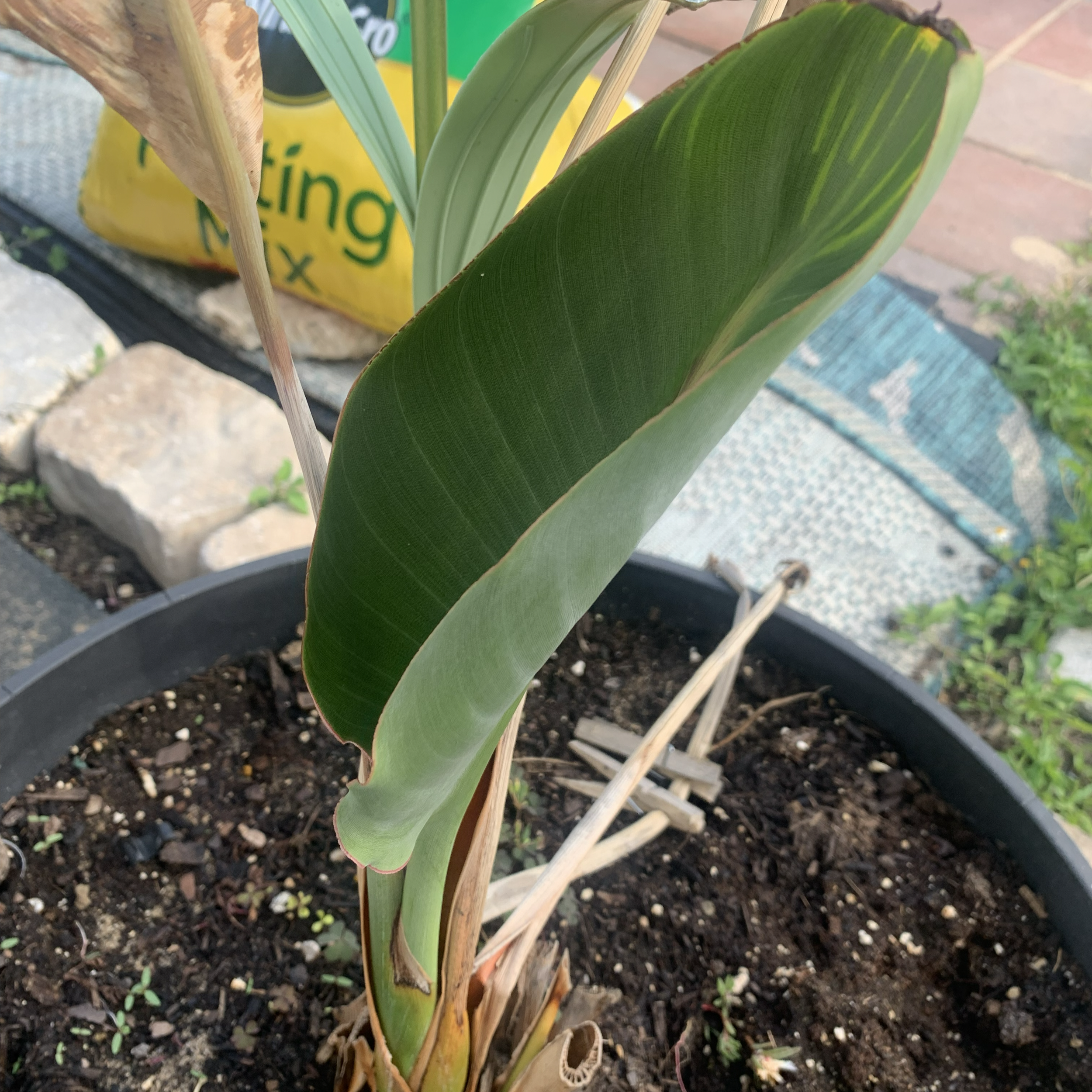Where am I “planted”