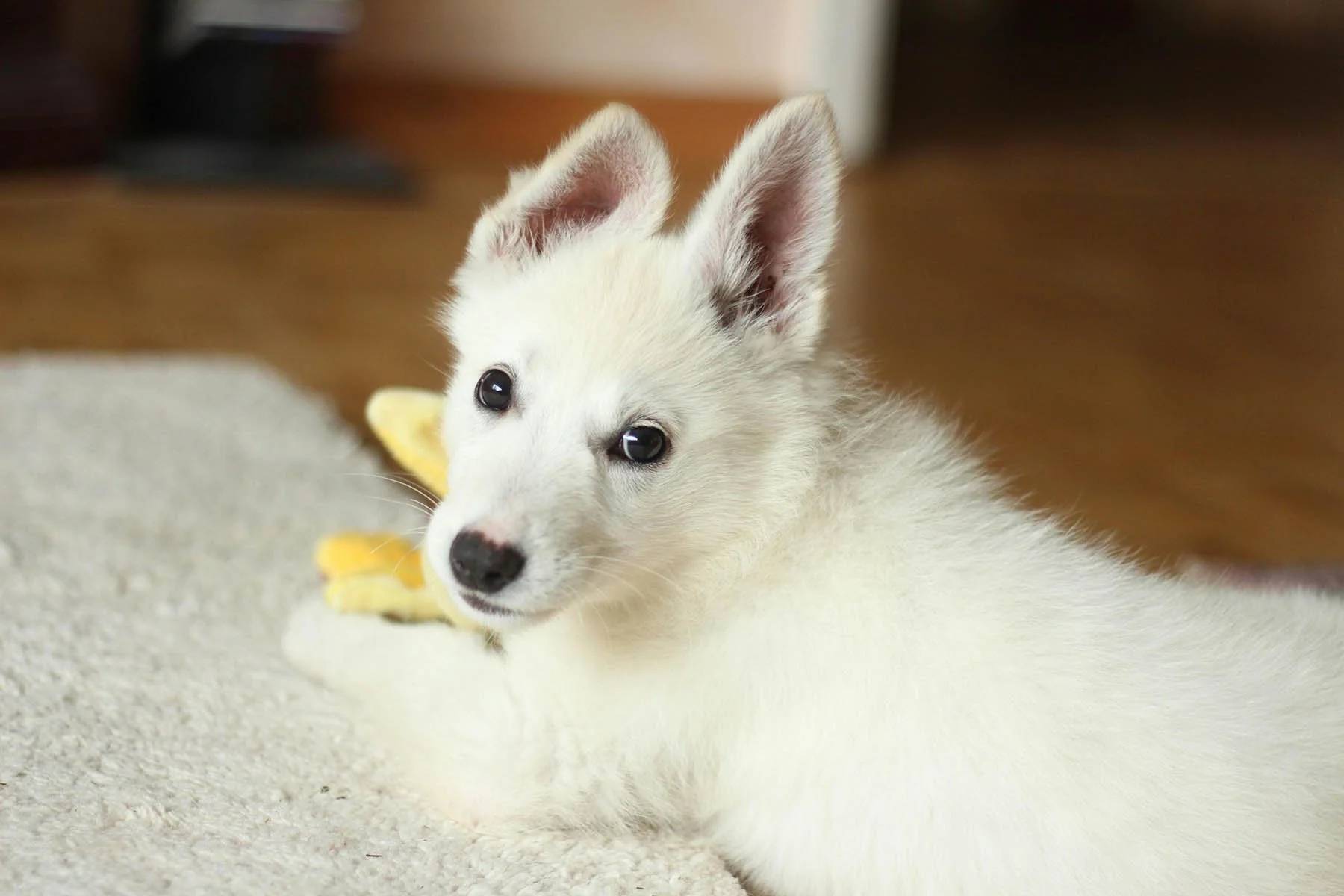 Your New Puppy: The Ultimate Checklist for First-Week Training